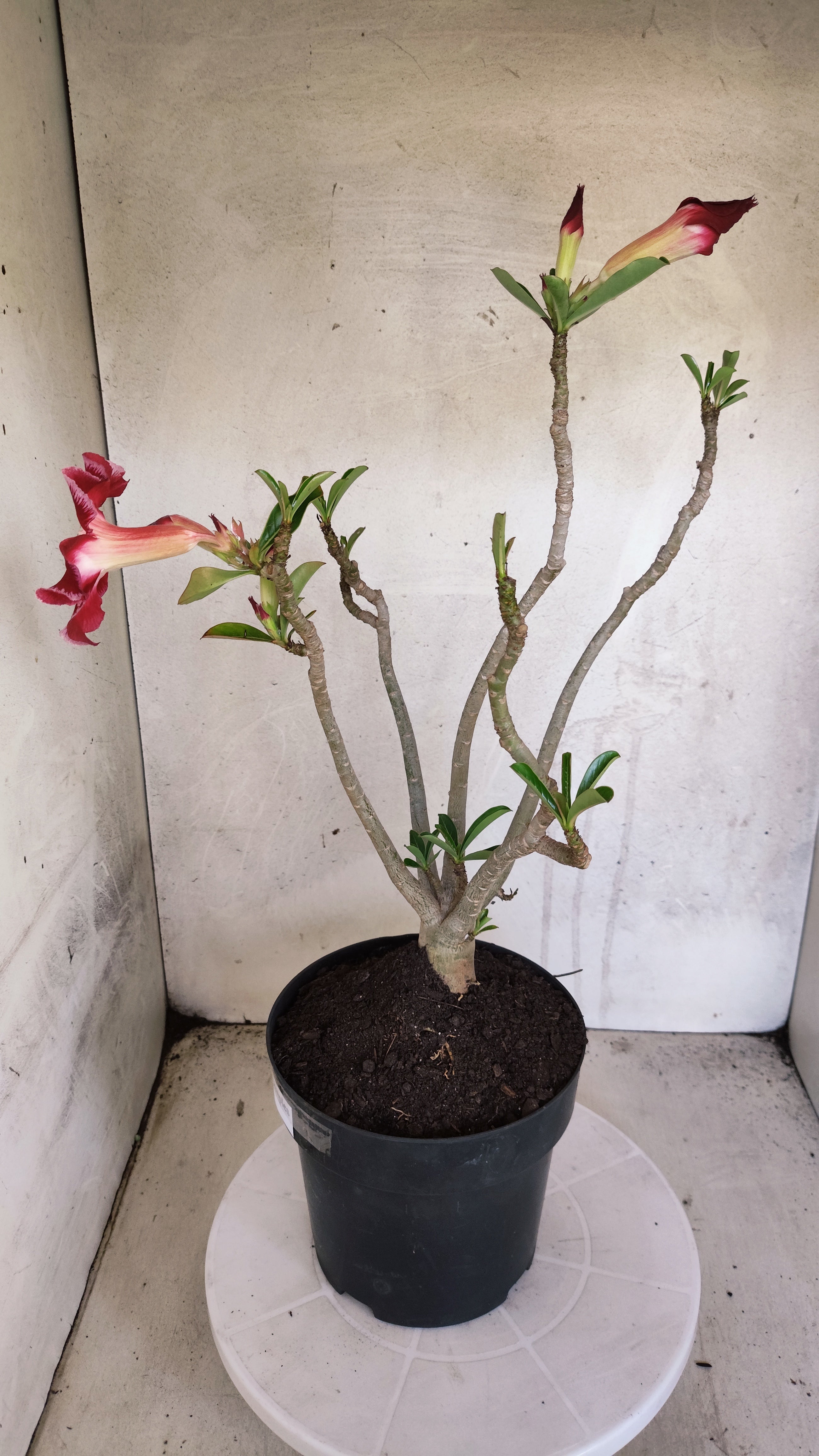 Planta Simples 3600 – 40cm – 03 anos
