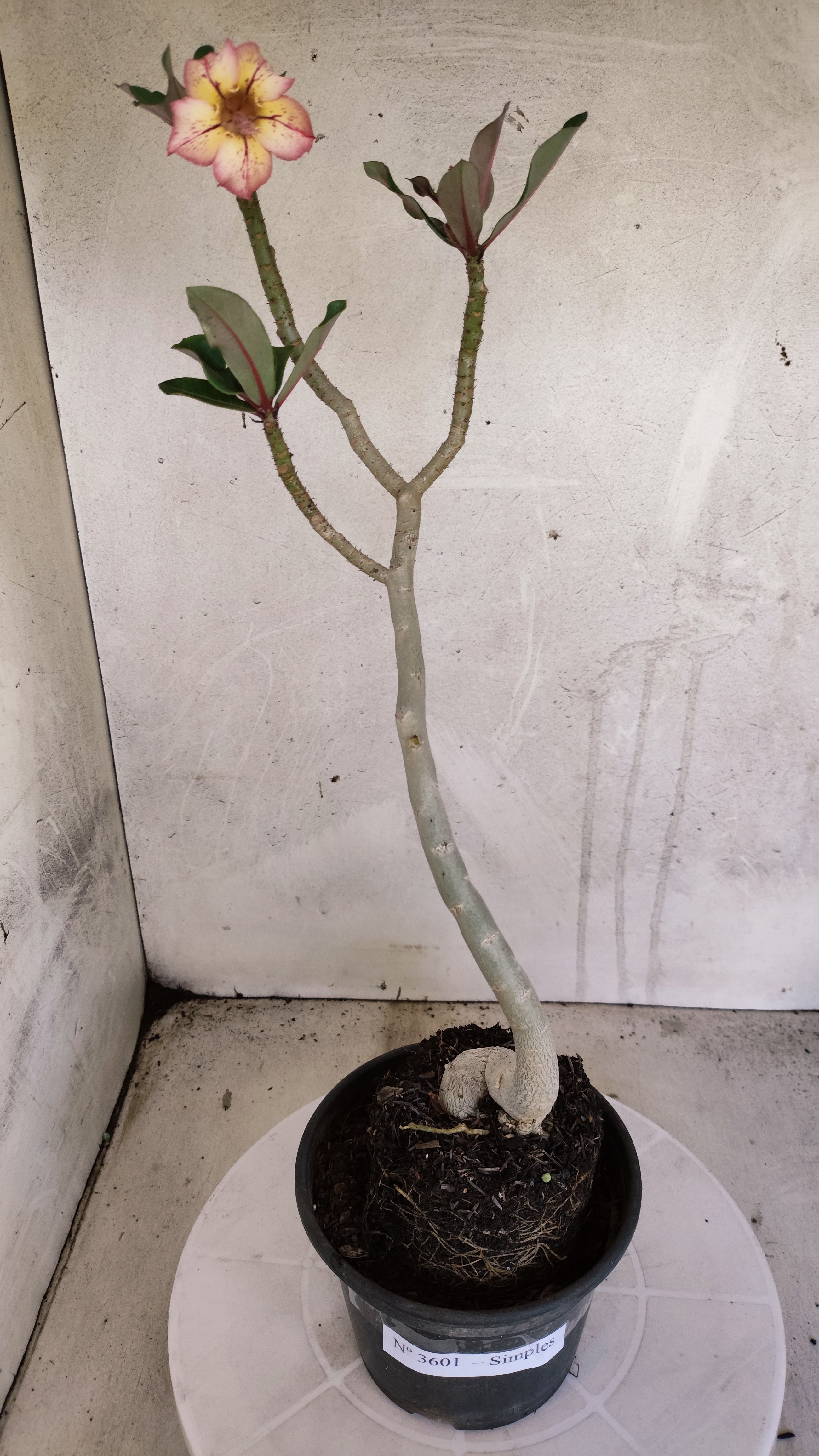 Planta Simples 3601 – 30cm – 02 anos