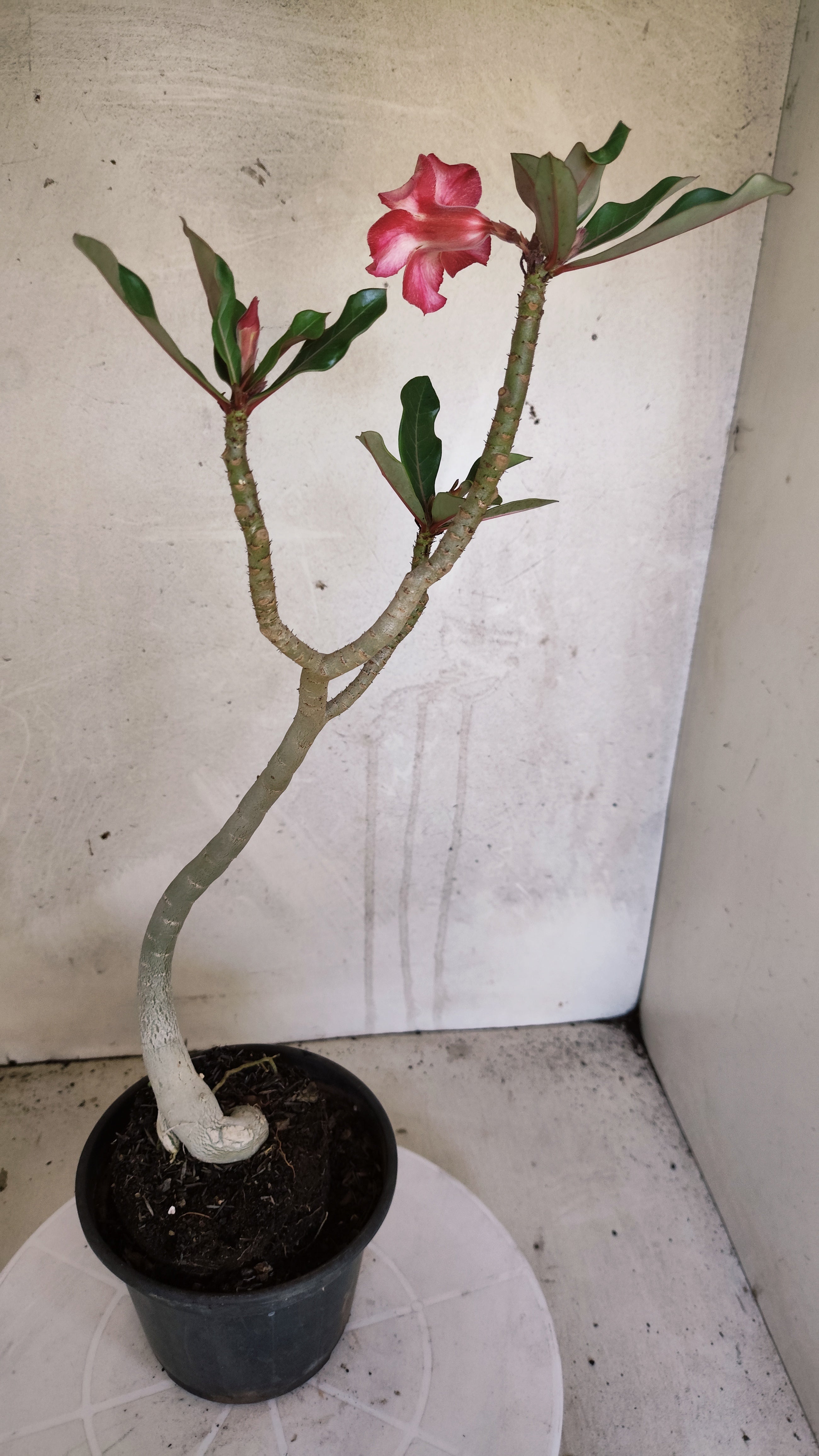 Planta Simples 3601 – 30cm – 02 anos