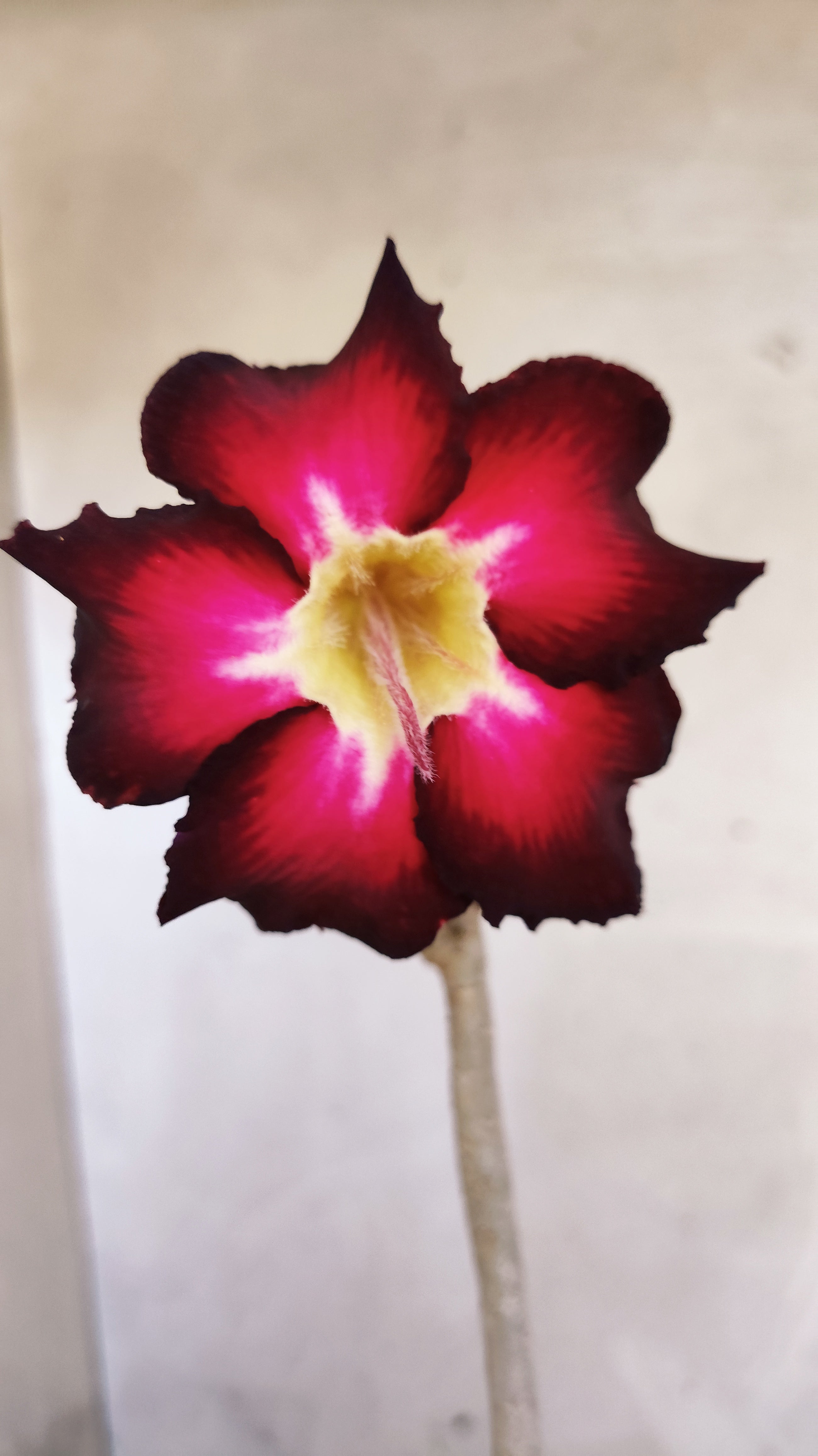 Planta Simples 3602 – 35cm – 03 anos