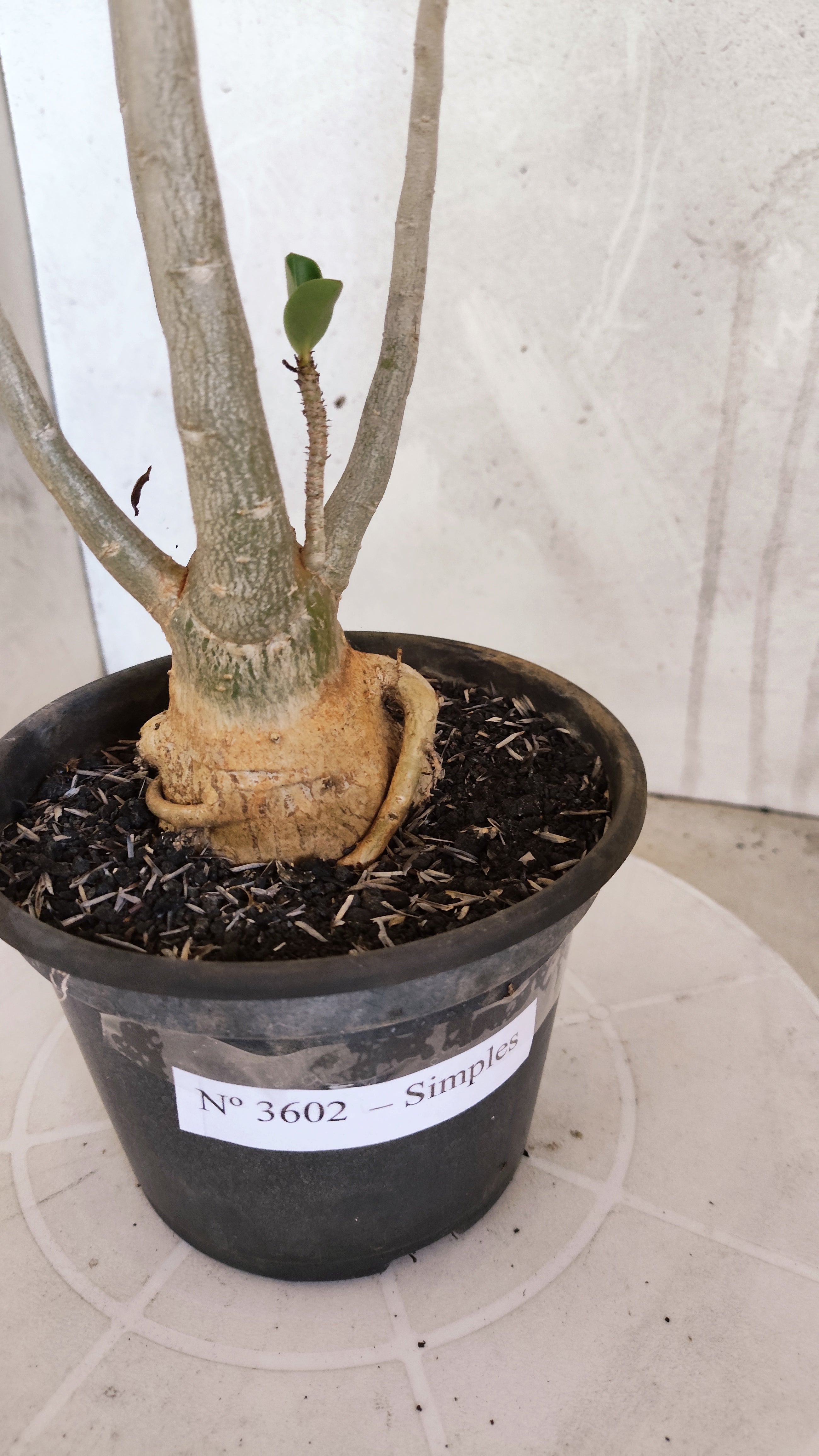 Planta Simples 3602 – 35cm – 03 anos