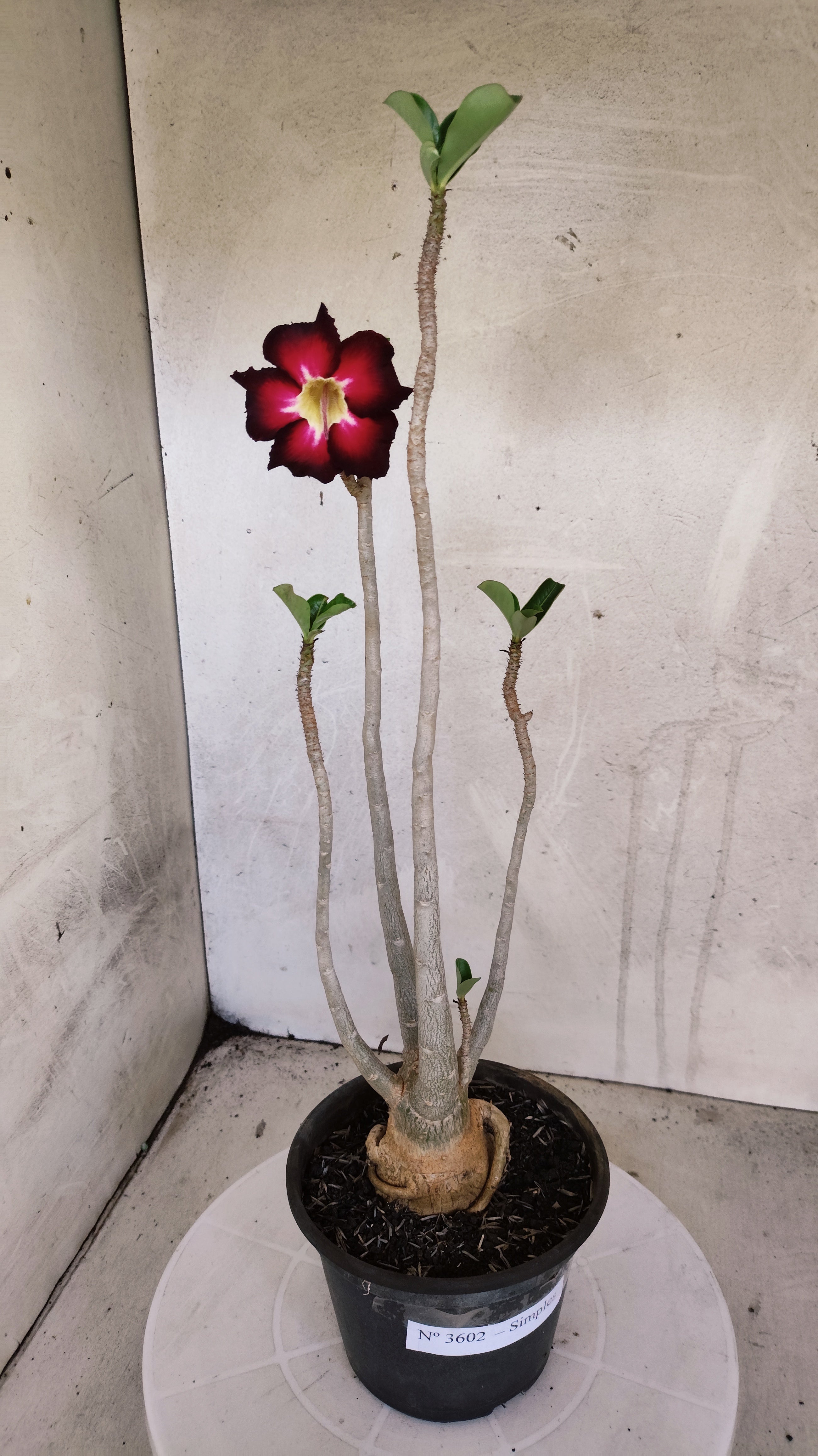 Planta Simples 3602 – 35cm – 03 anos