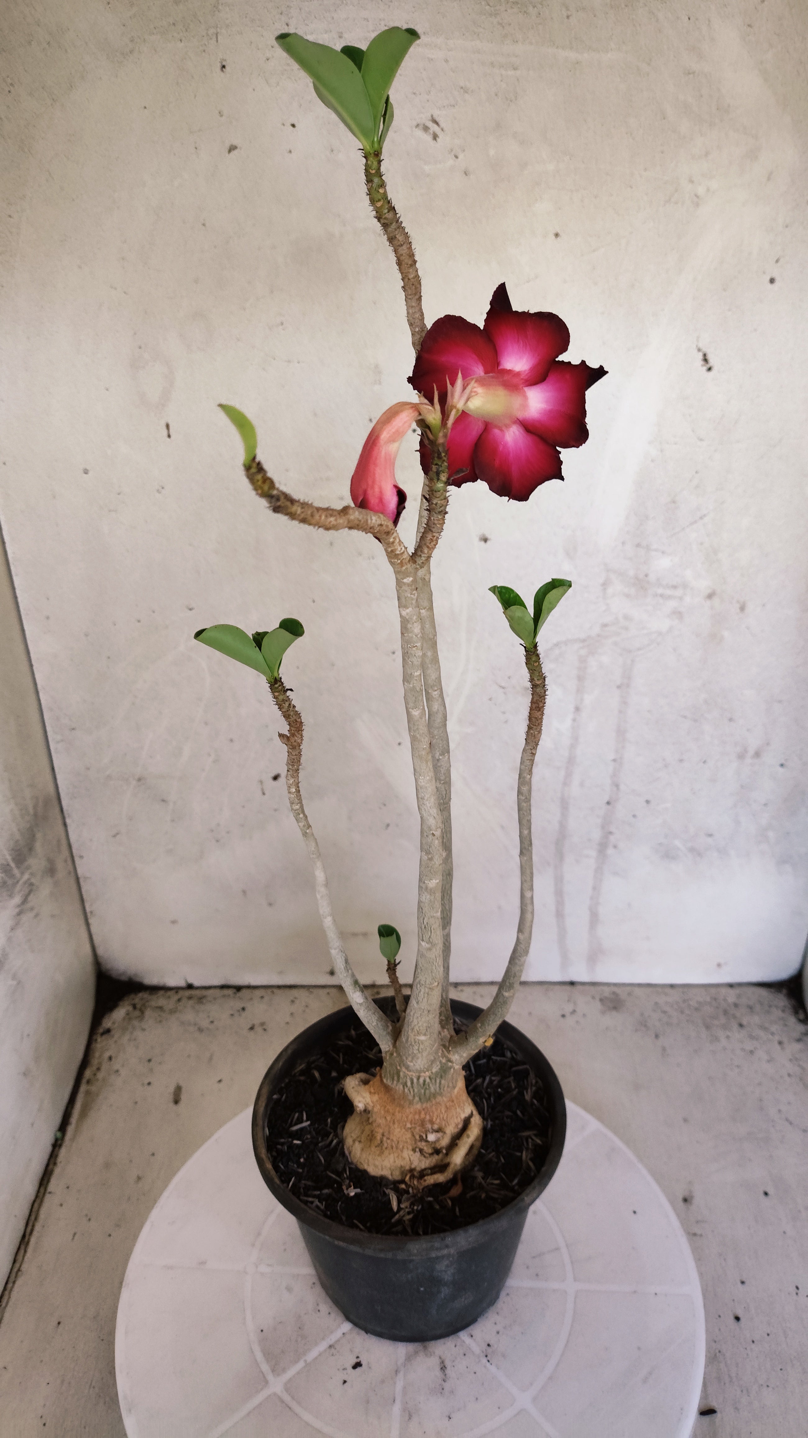 Planta Simples 3602 – 35cm – 03 anos