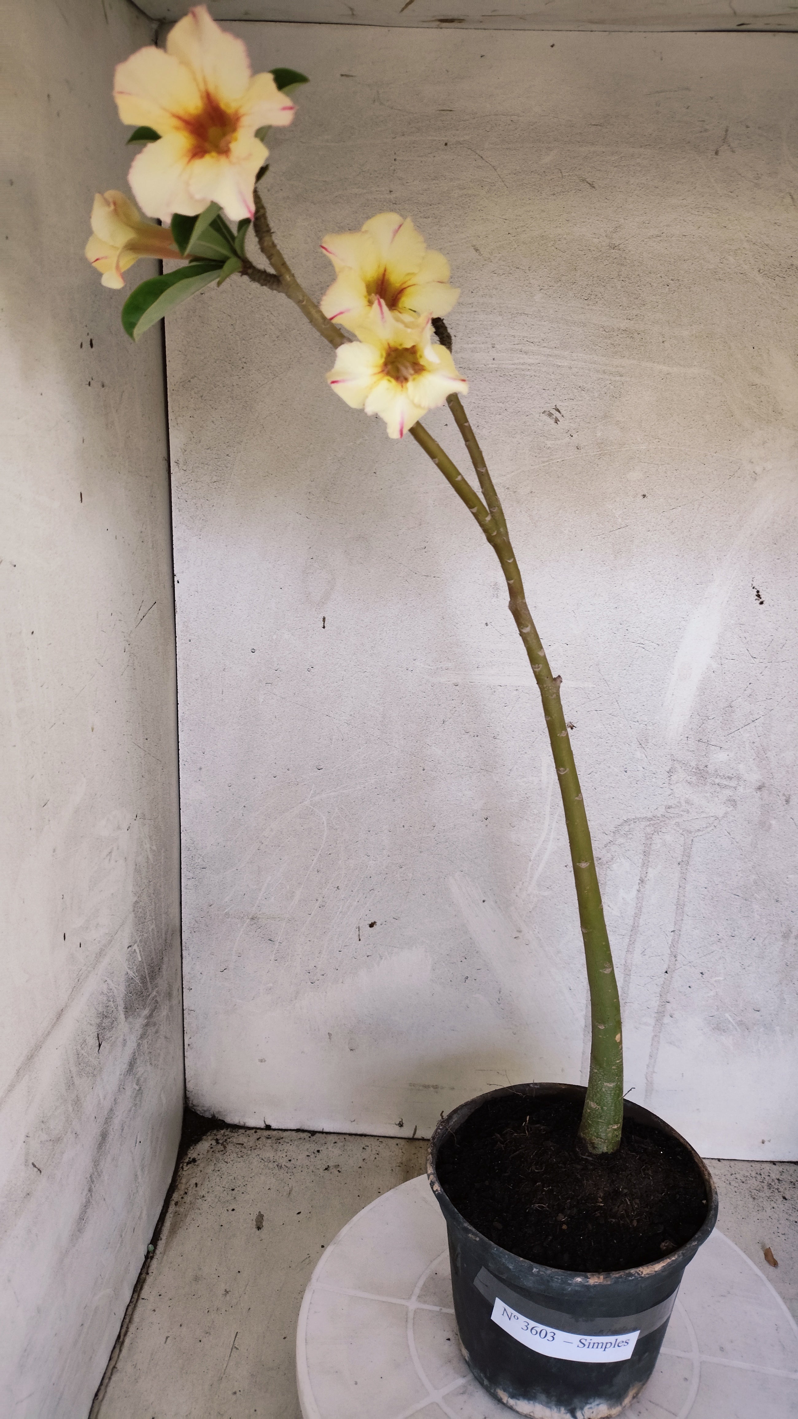 Planta Simples 3603 – 30cm – 02 anos