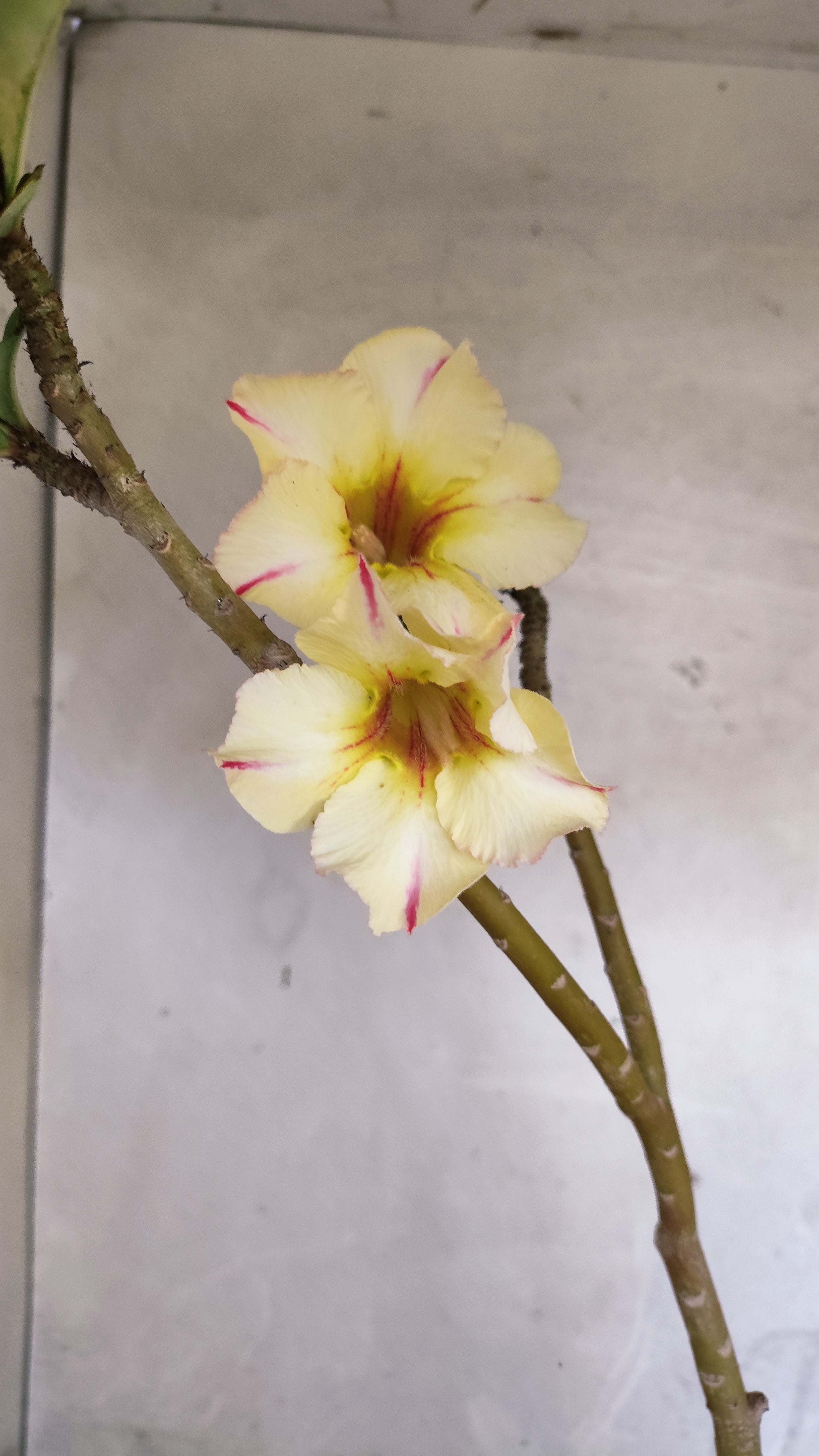 Planta Simples 3603 – 30cm – 02 anos
