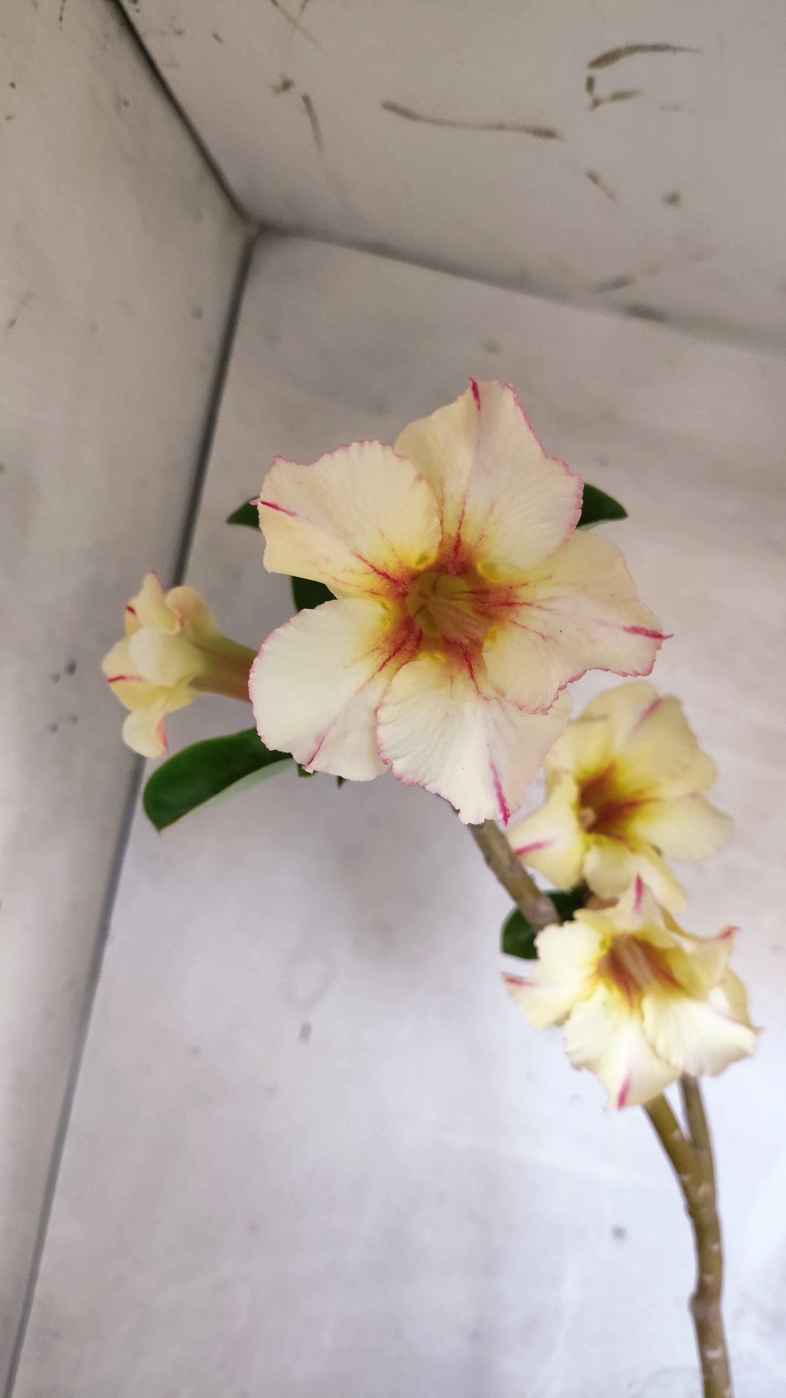 Planta Simples 3603 – 30cm – 02 anos