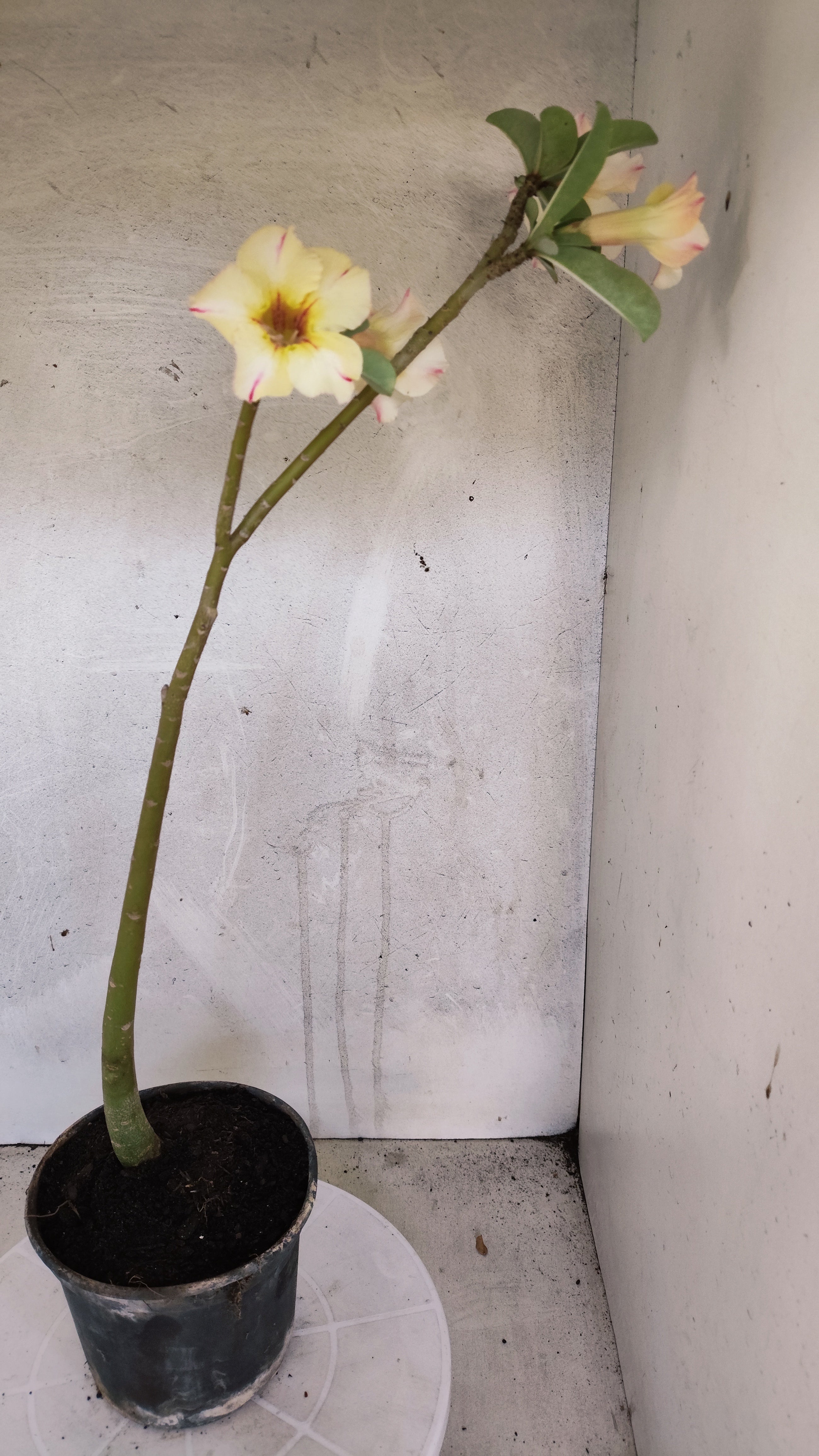 Planta Simples 3603 – 30cm – 02 anos