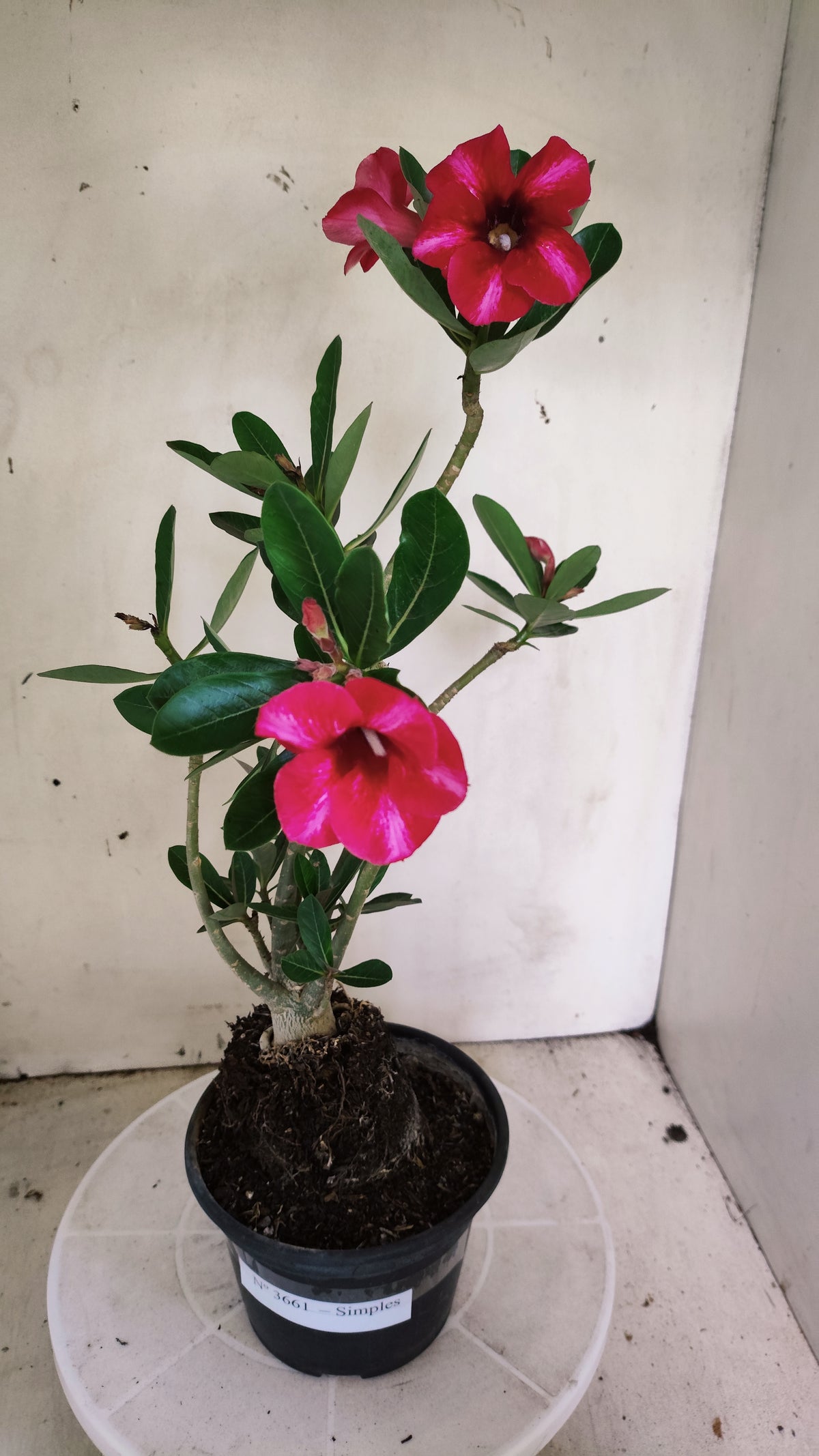 Planta Simples 3661 – 35cm – 02 anos