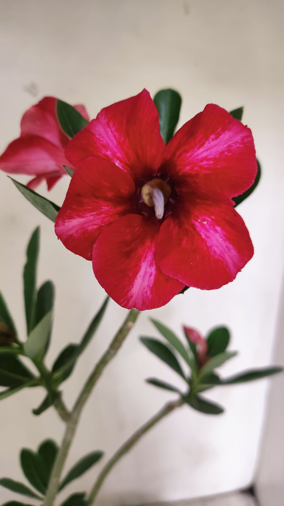 Planta Simples 3661 – 35cm – 02 anos