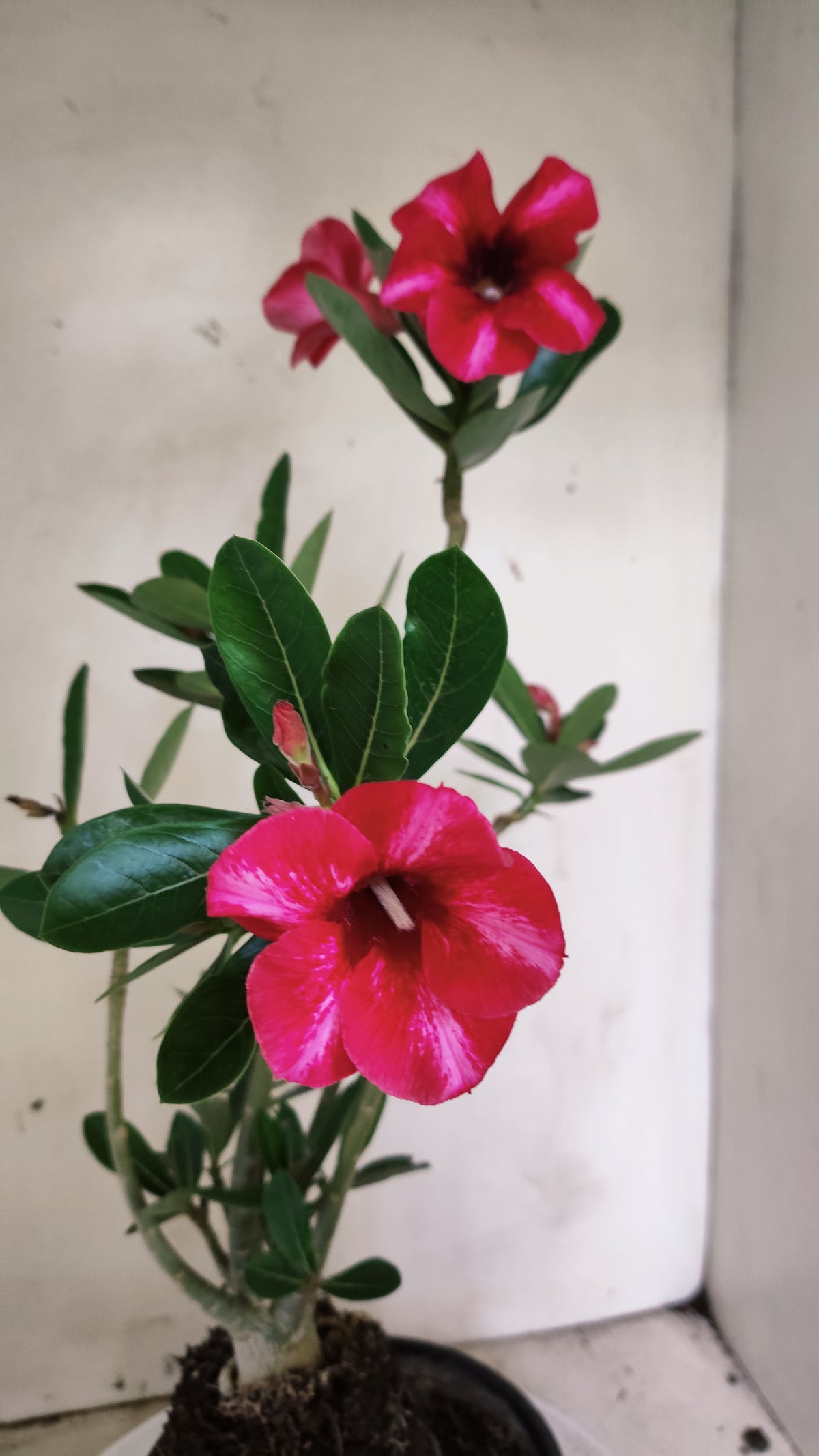 Planta Simples 3661 – 35cm – 02 anos