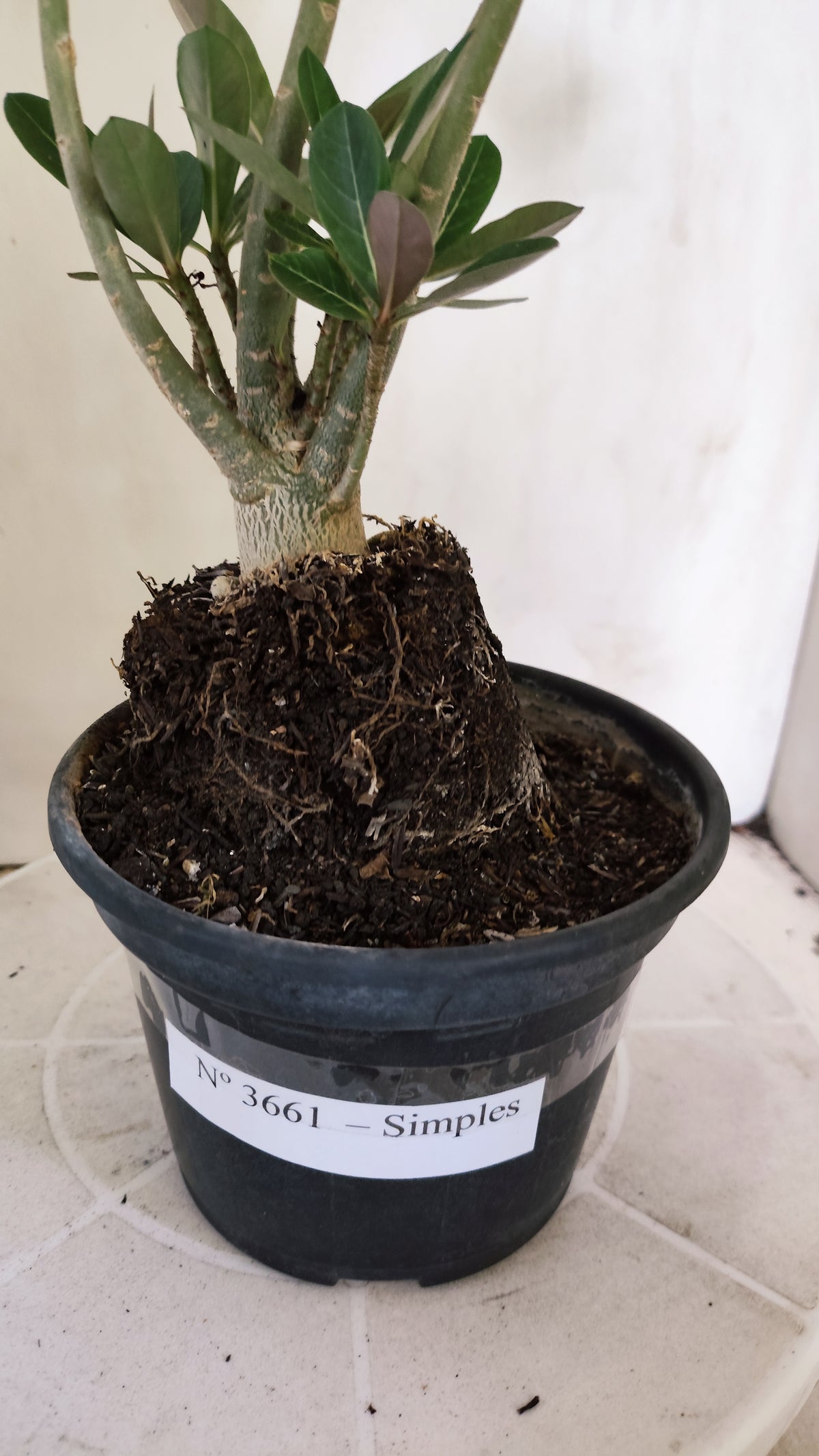 Planta Simples 3661 – 35cm – 02 anos