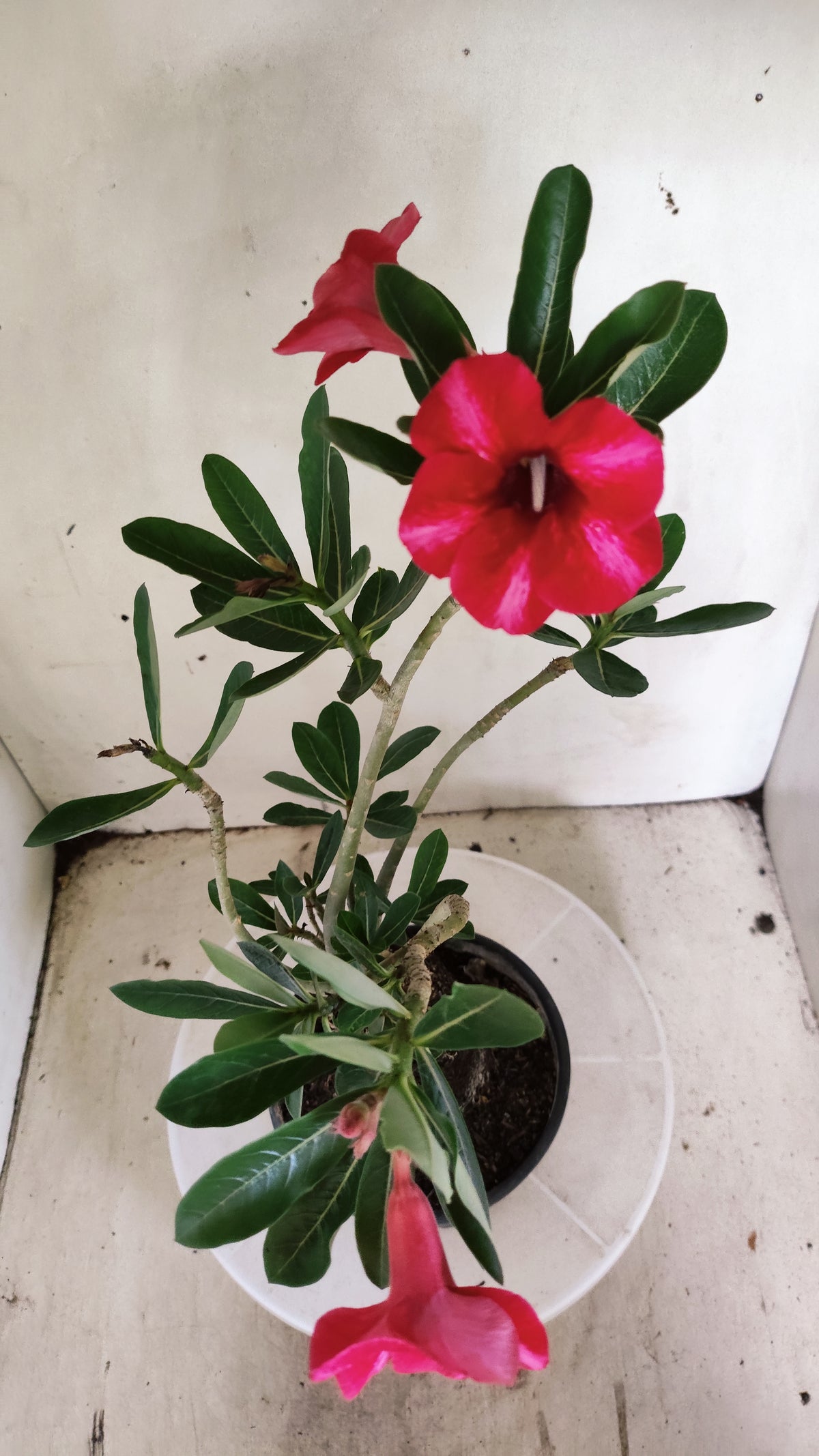 Planta Simples 3661 – 35cm – 02 anos