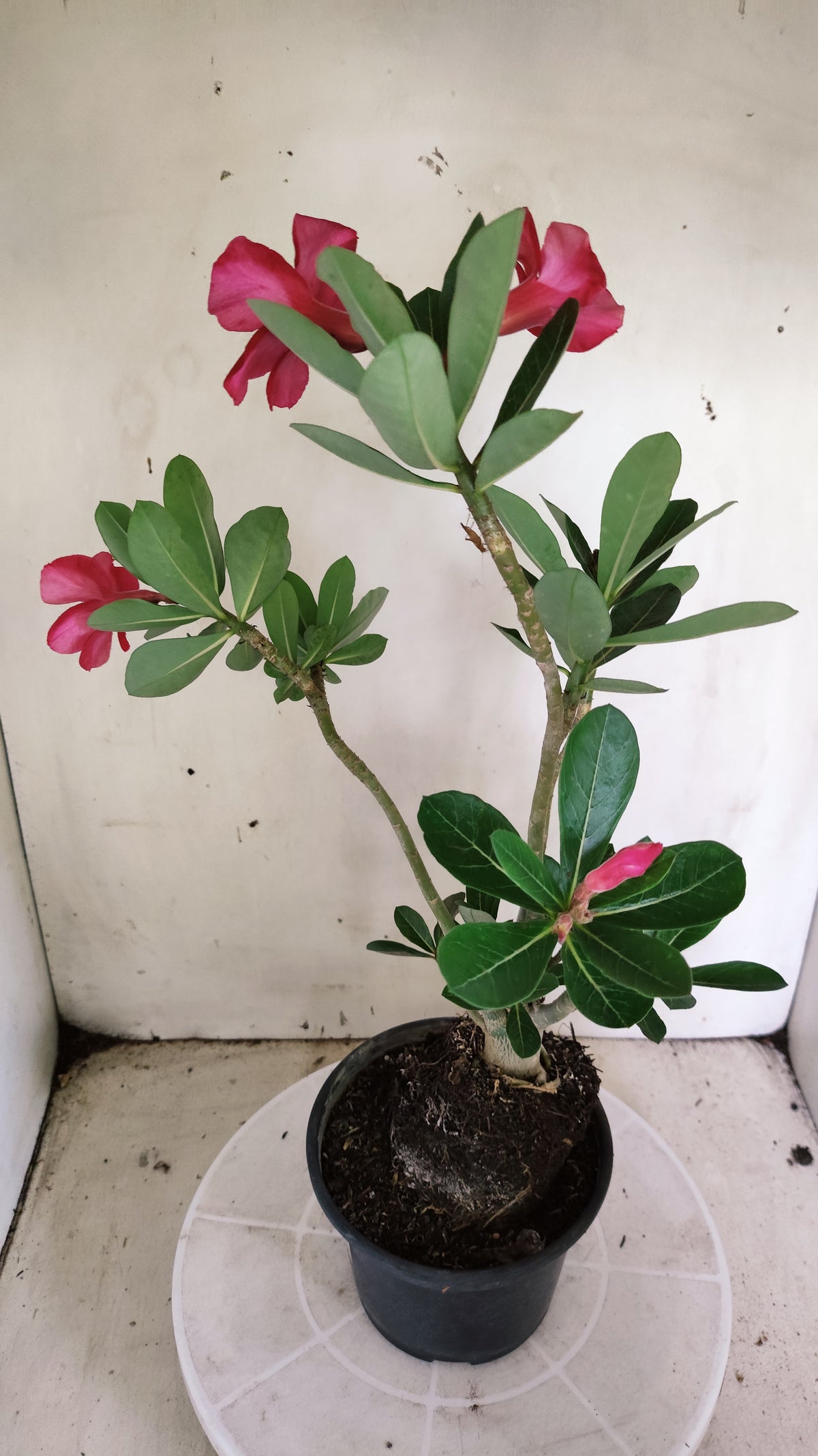 Planta Simples 3661 – 35cm – 02 anos