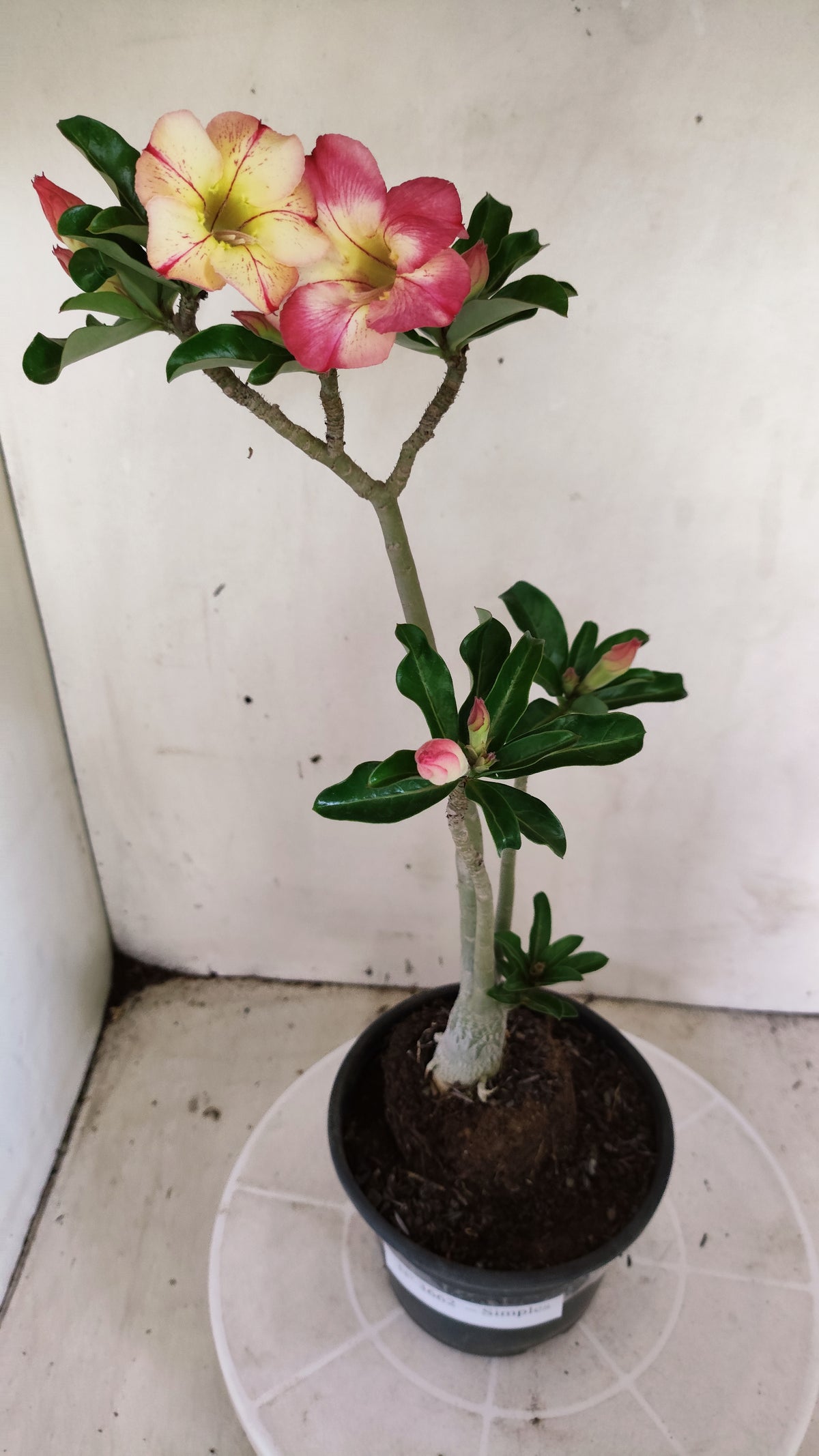 Planta Simples 3662 – 30cm – 02 anos