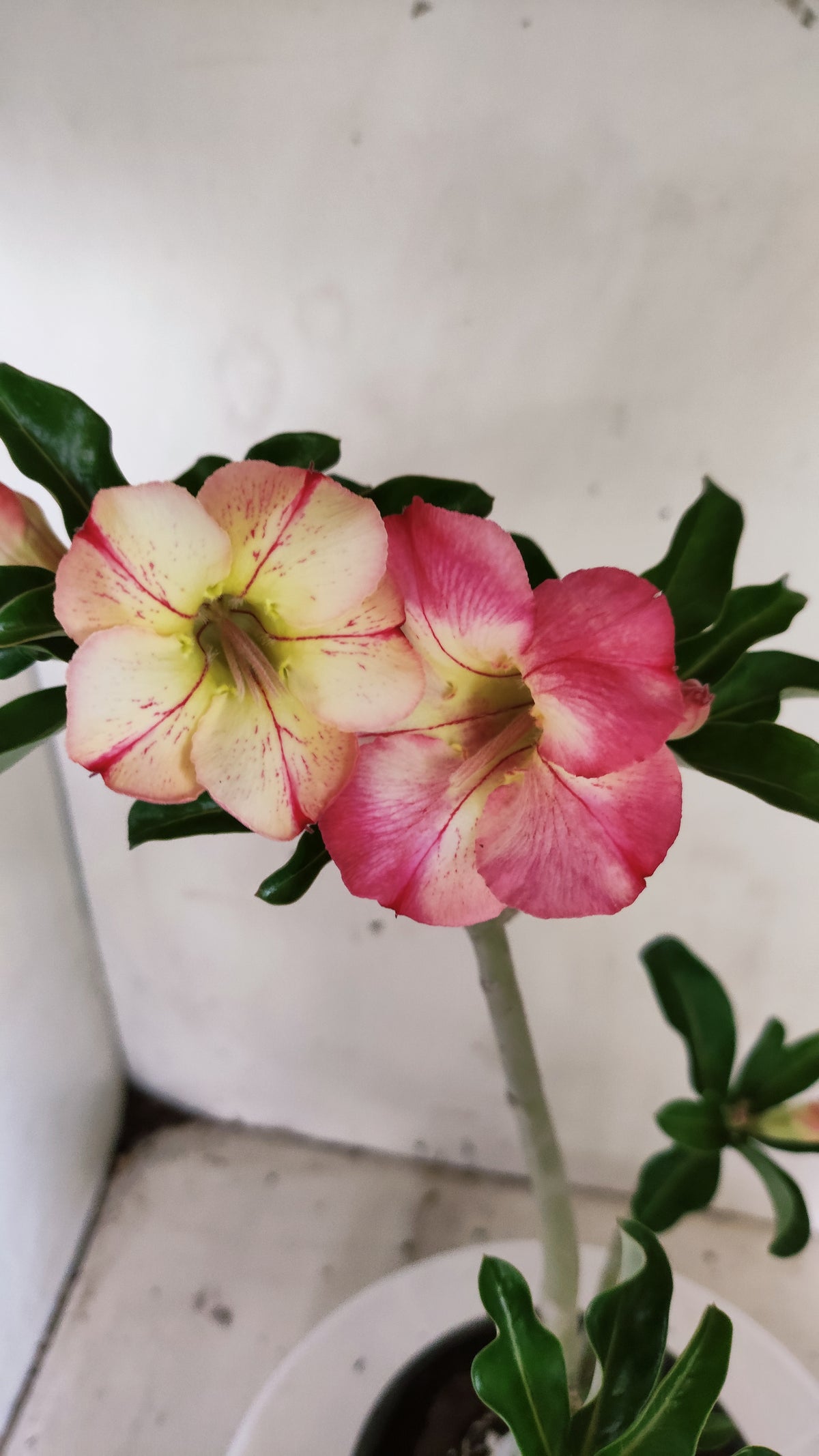 Planta Simples 3662 – 30cm – 02 anos