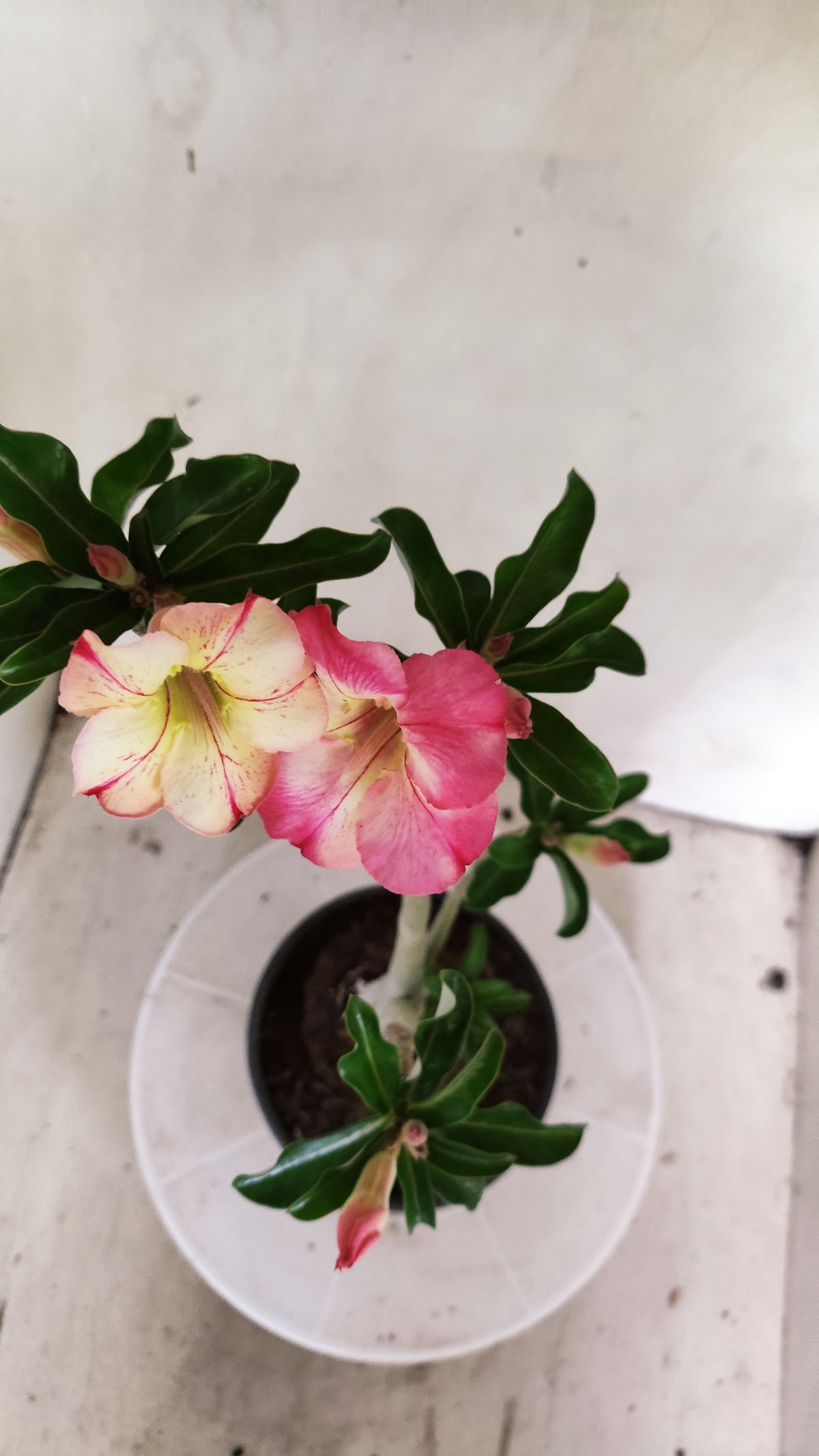 Planta Simples 3662 – 30cm – 02 anos