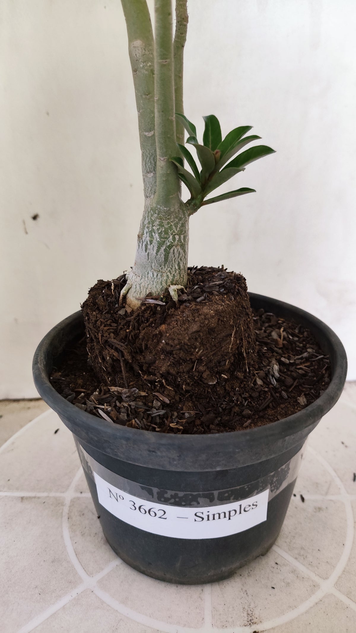 Planta Simples 3662 – 30cm – 02 anos