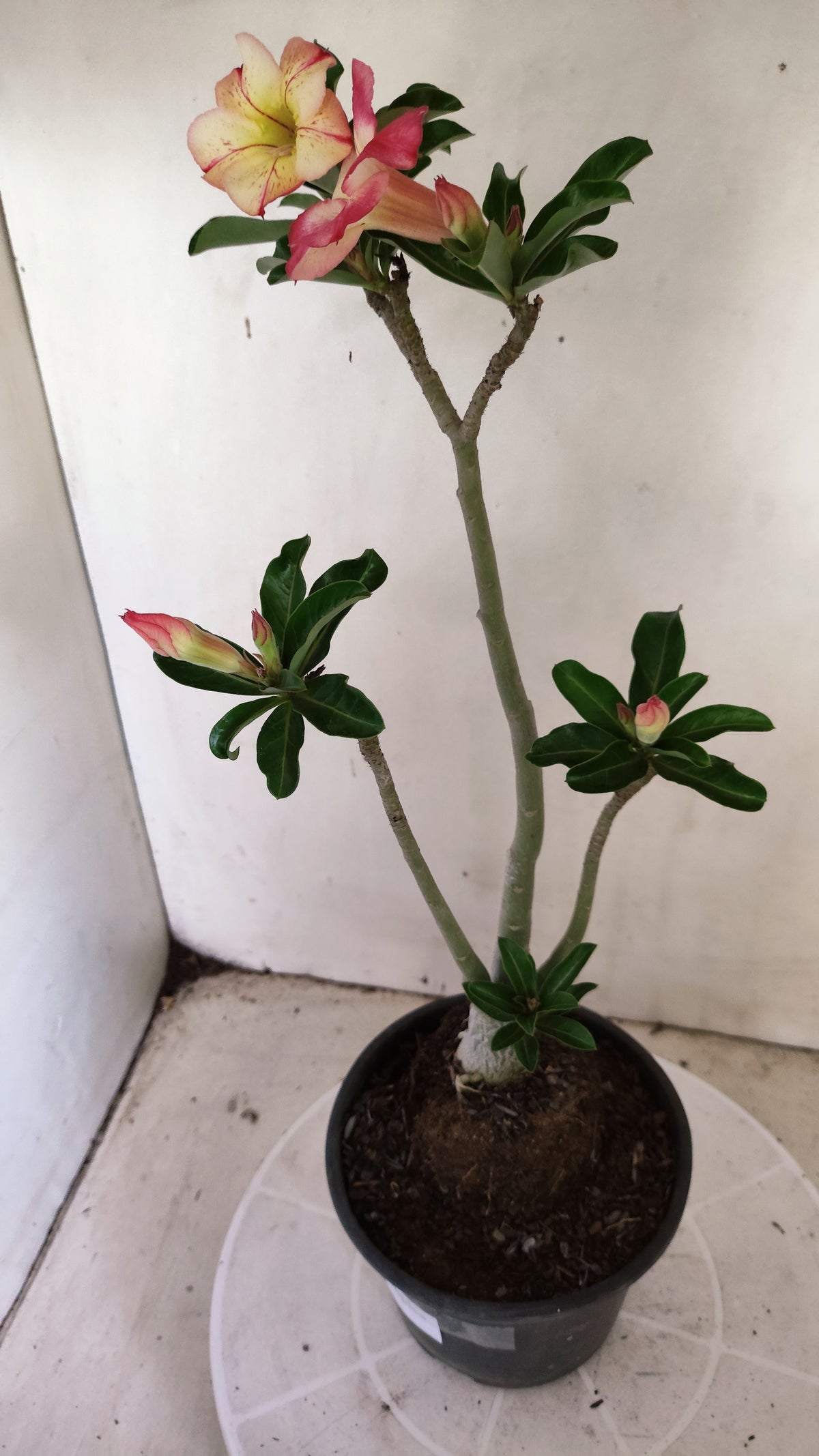 Planta Simples 3662 – 30cm – 02 anos