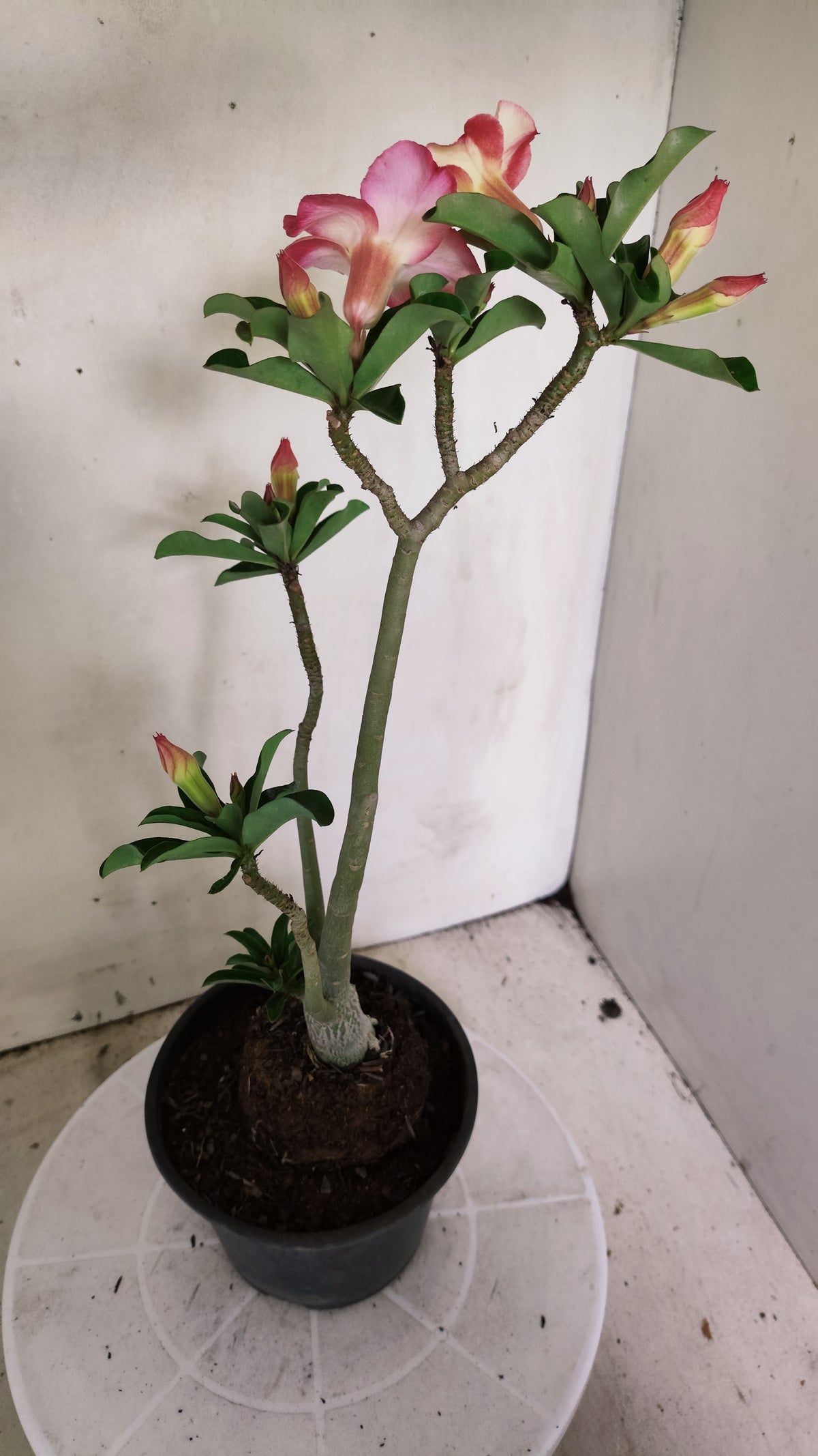 Planta Simples 3662 – 30cm – 02 anos