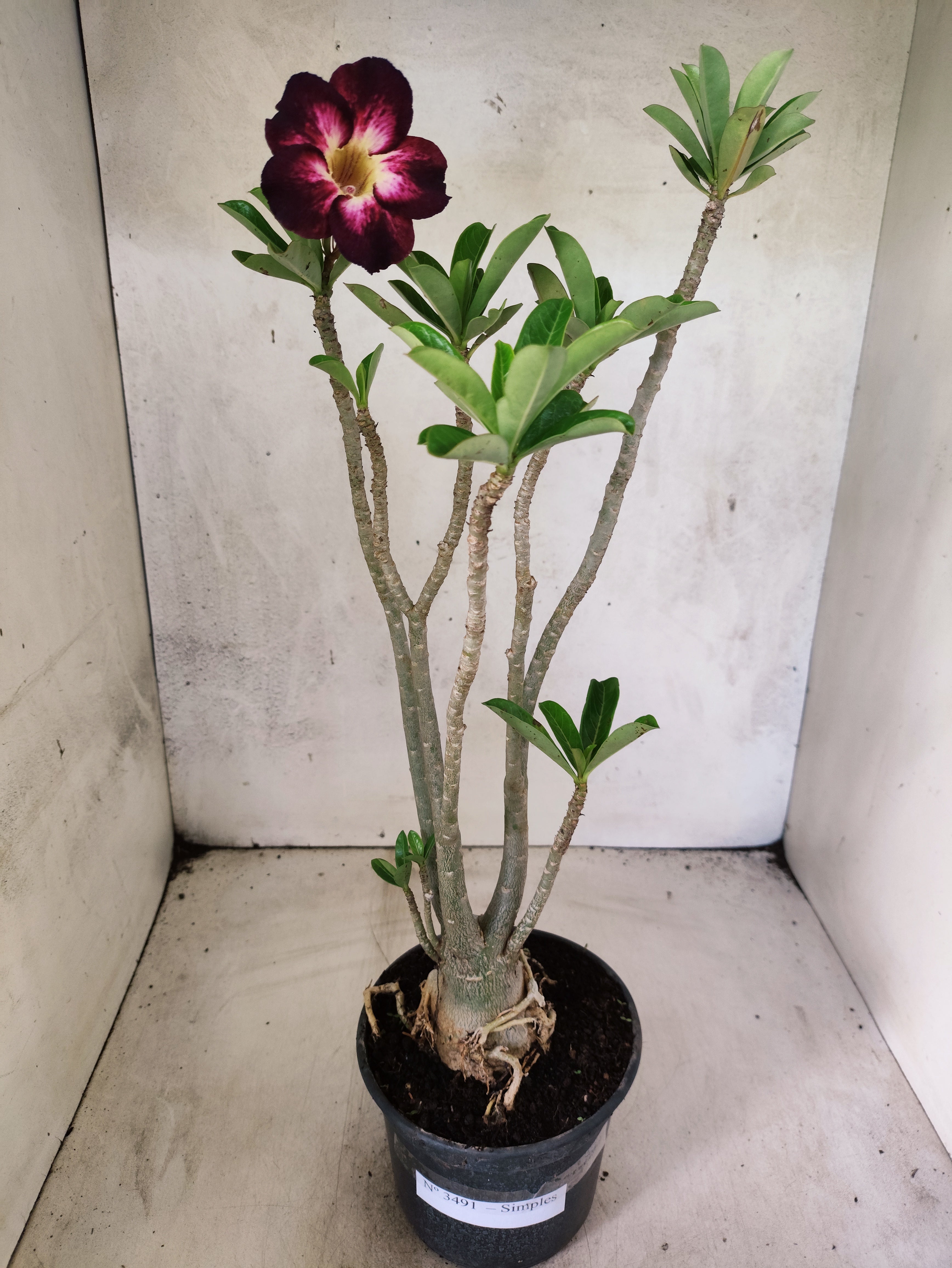Planta Simples 3491 – 35cm – 03 anos