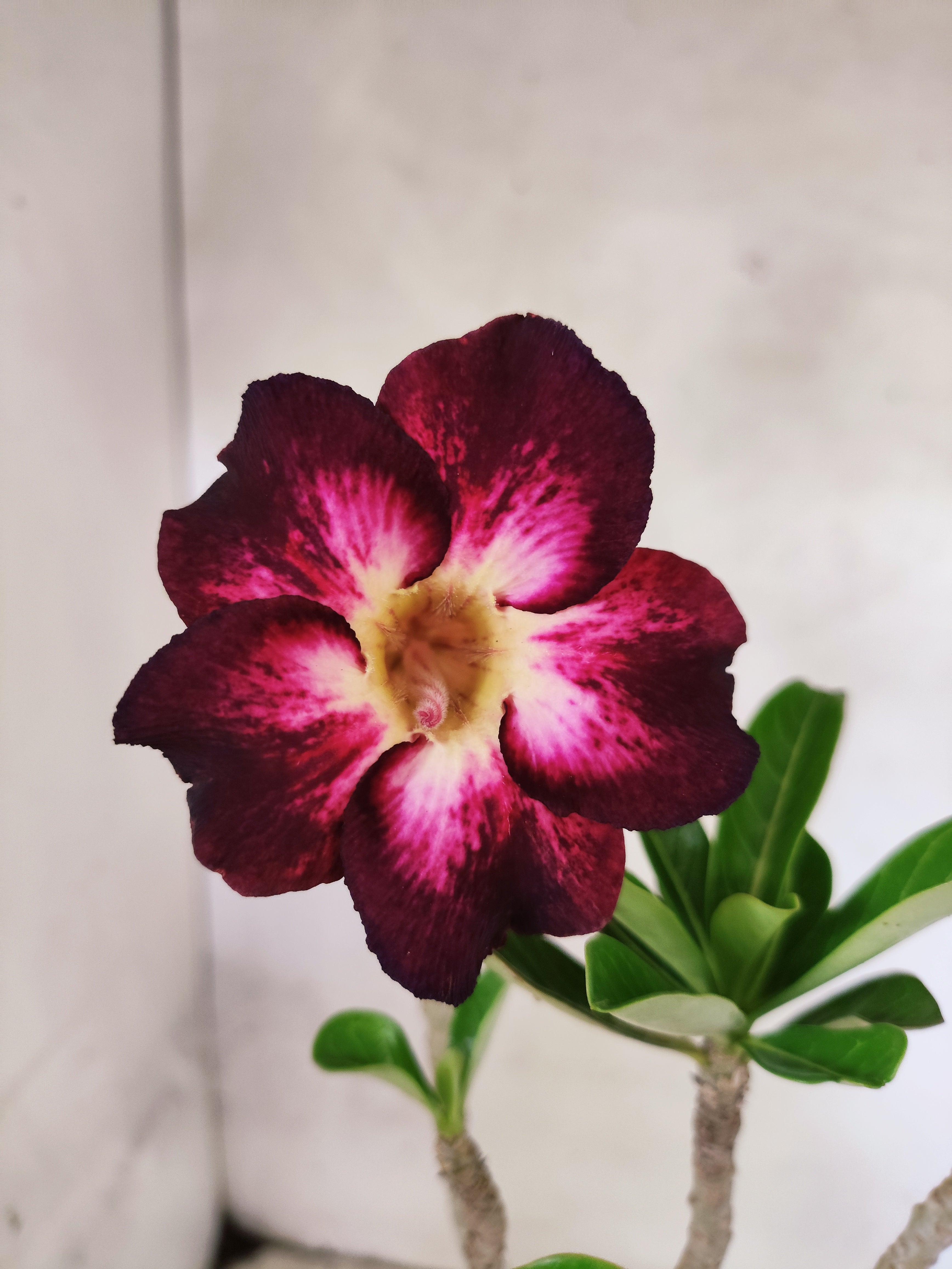 Planta Simples 3491 – 35cm – 03 anos