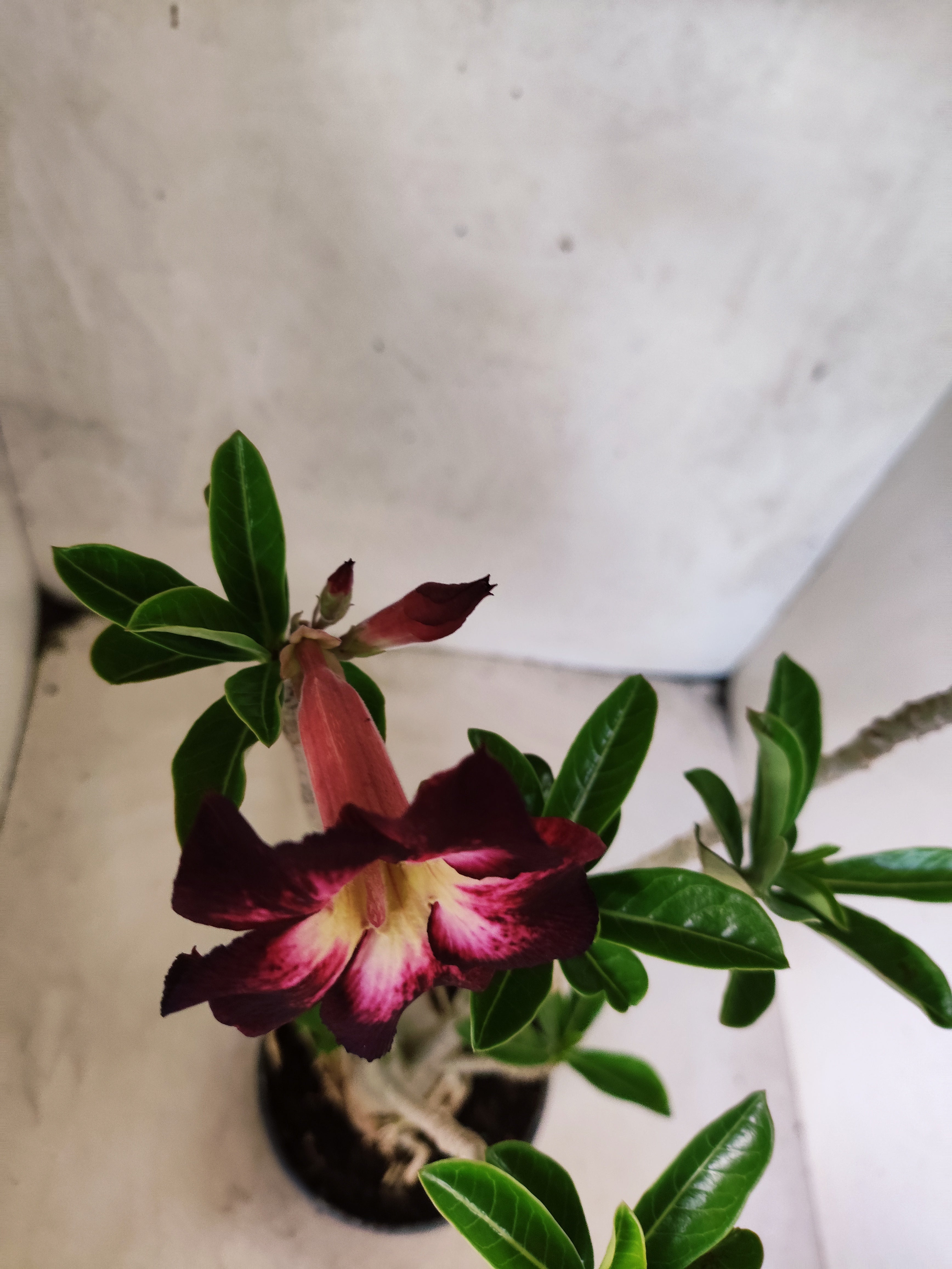 Planta Simples 3491 – 35cm – 03 anos