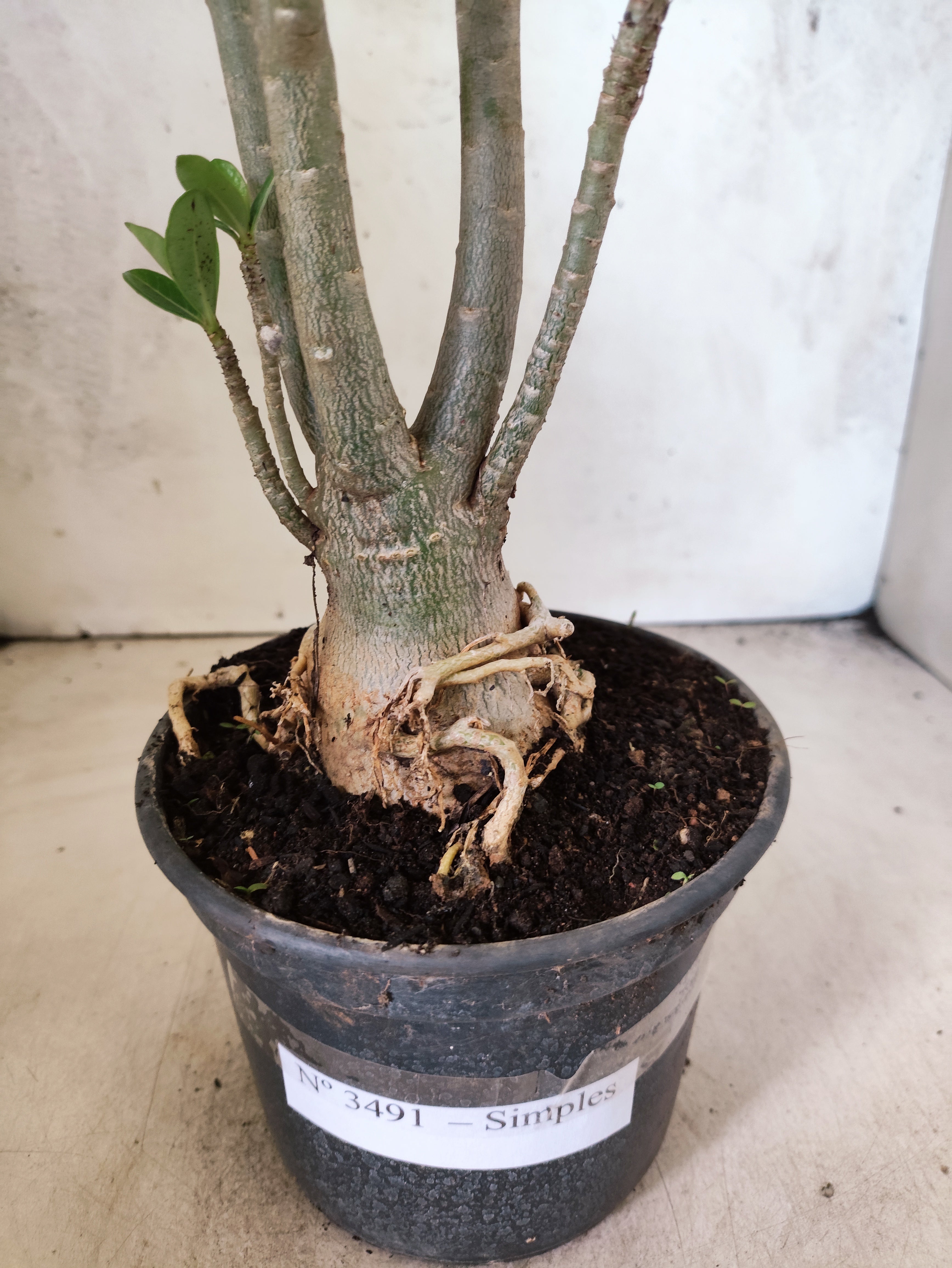 Planta Simples 3491 – 35cm – 03 anos