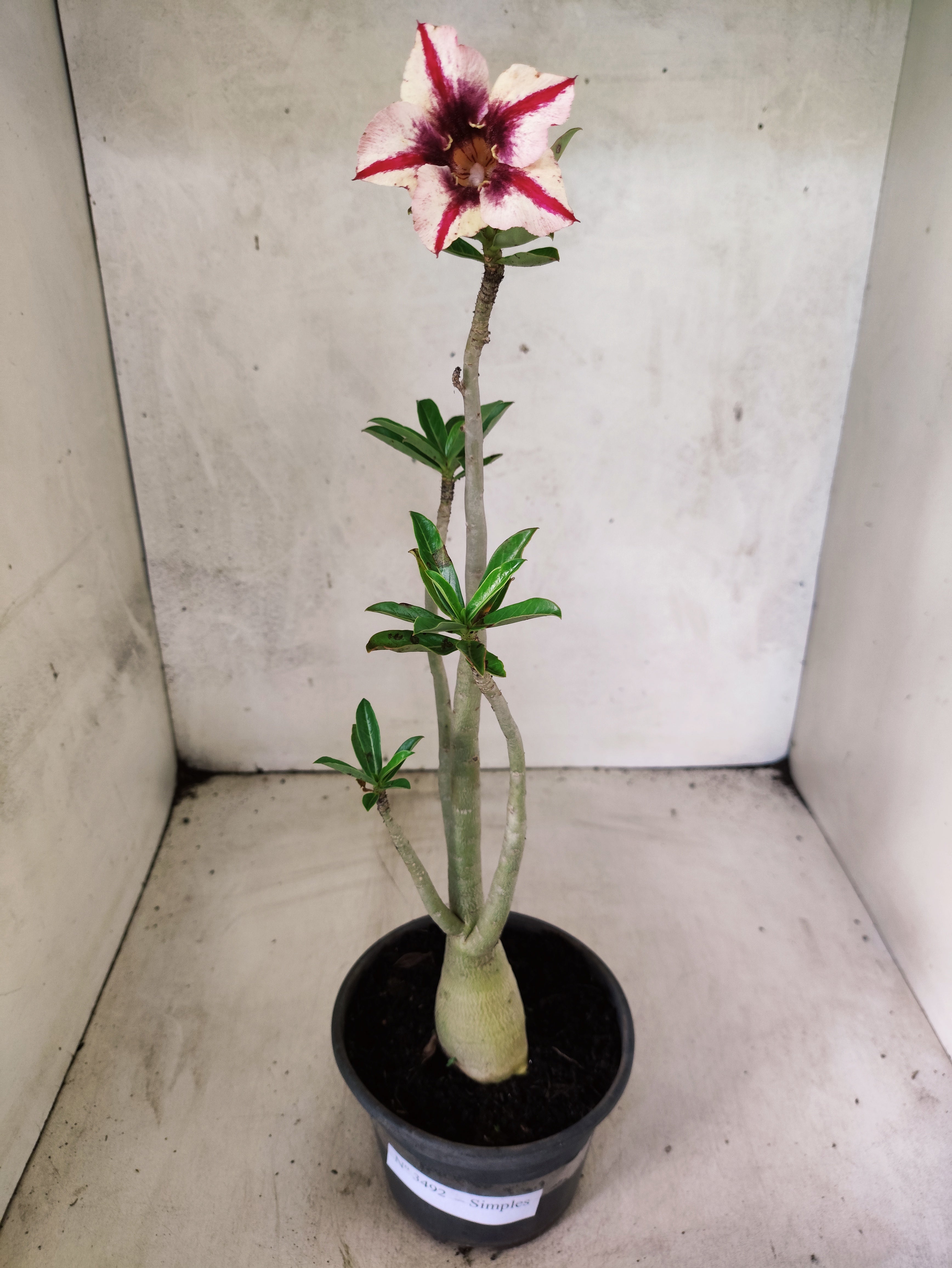 Planta Simples 3492 – 35cm – 03 anos