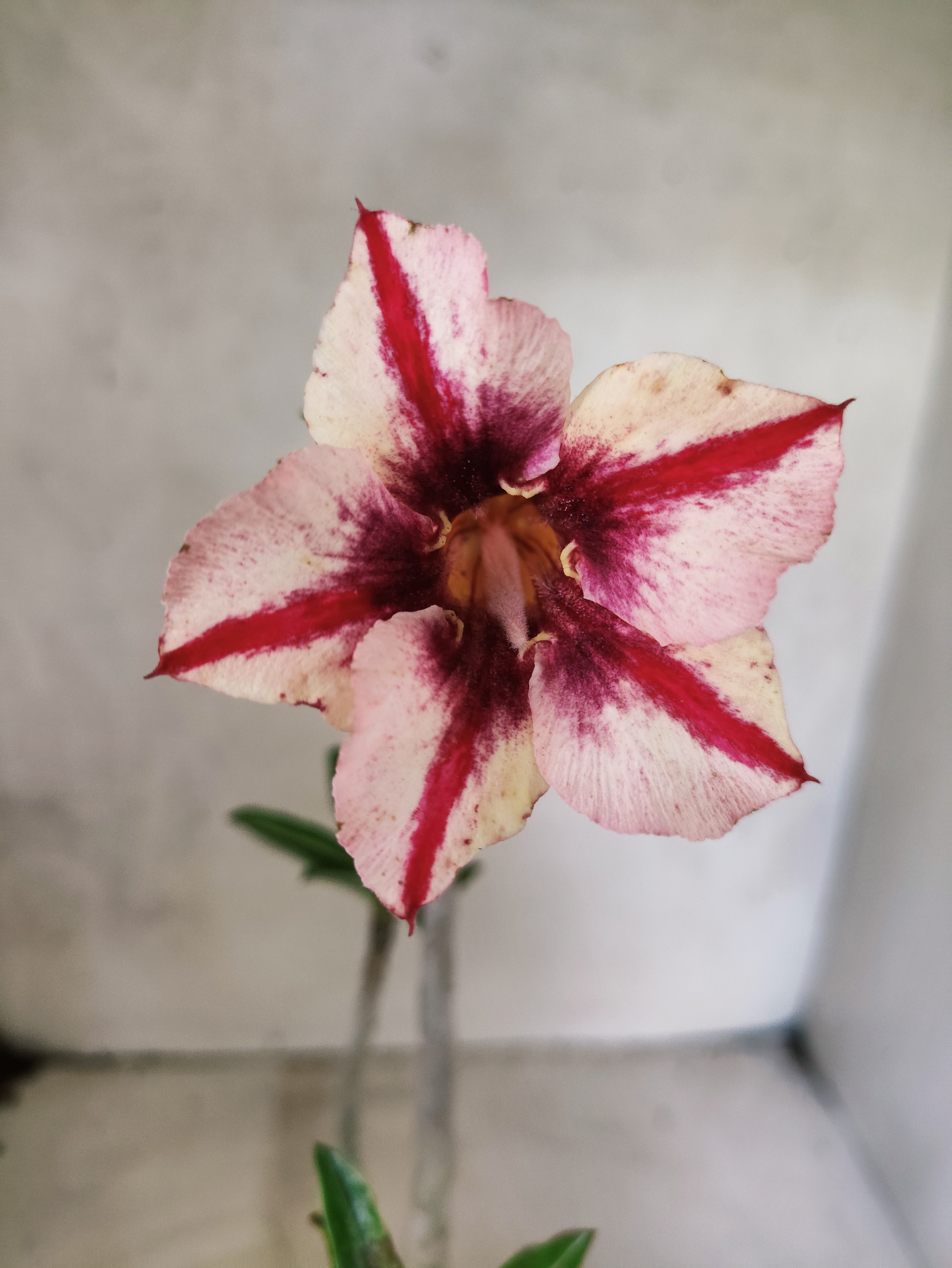 Planta Simples 3492 – 35cm – 03 anos