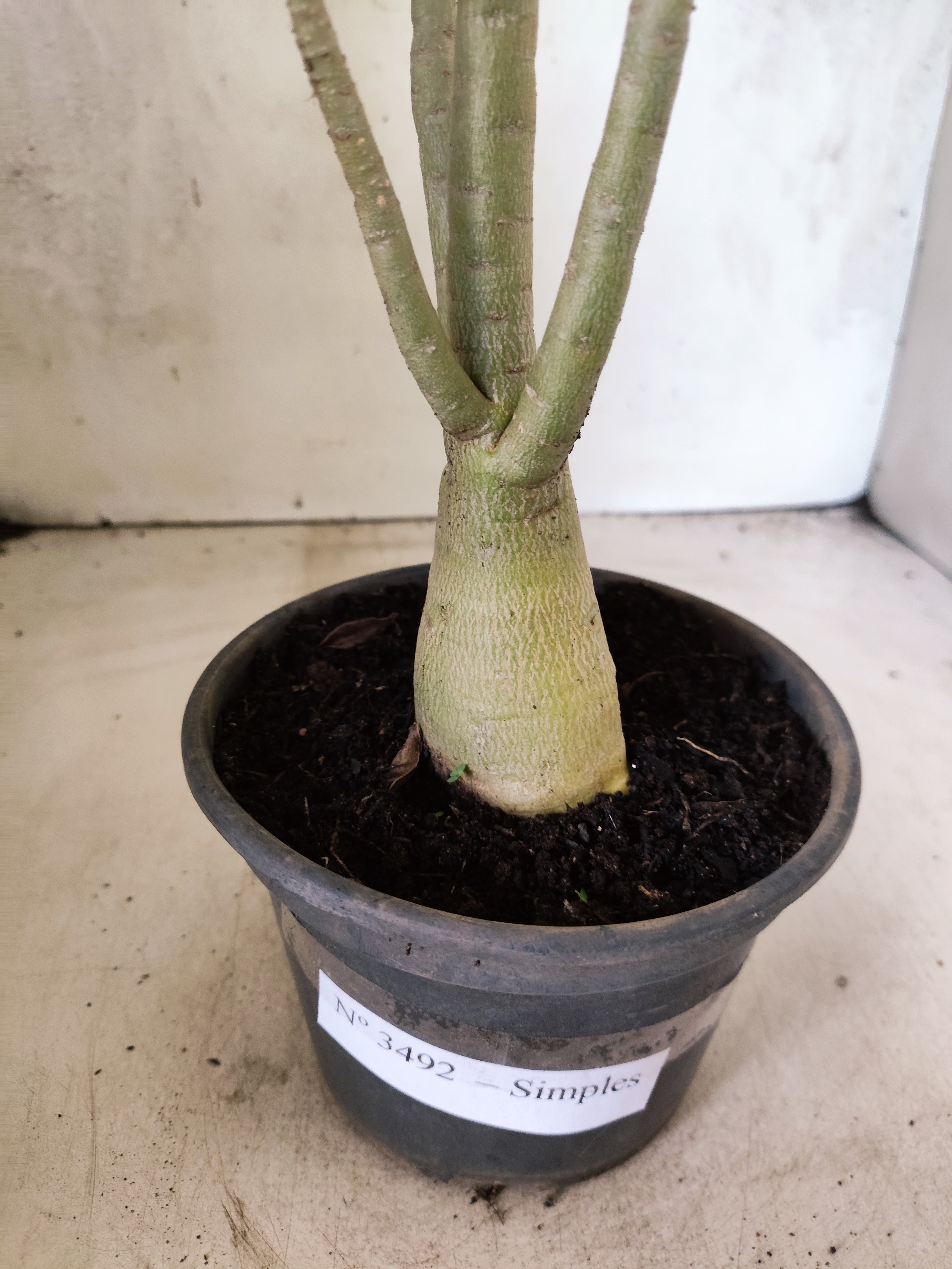 Planta Simples 3492 – 35cm – 03 anos