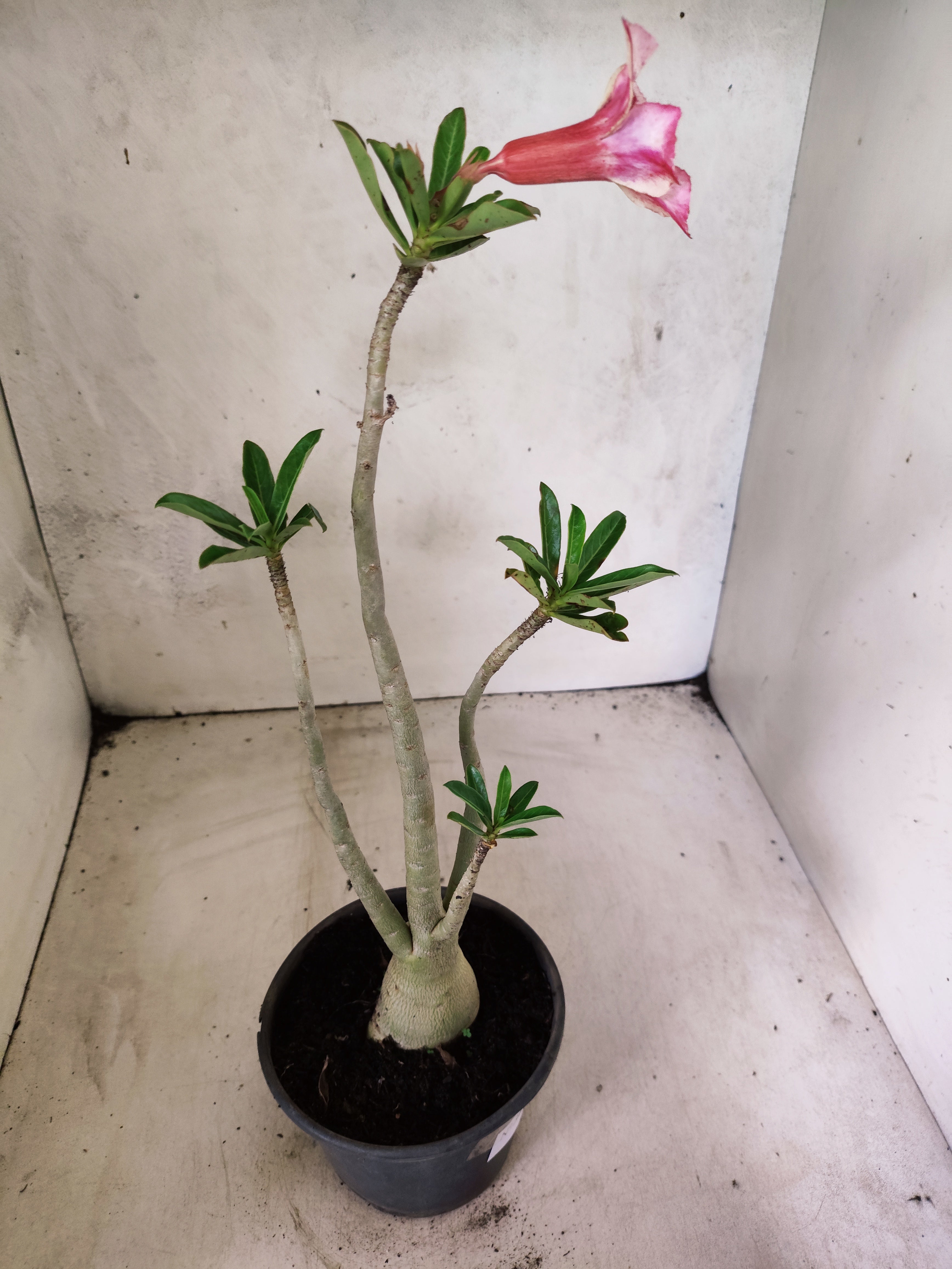 Planta Simples 3492 – 35cm – 03 anos