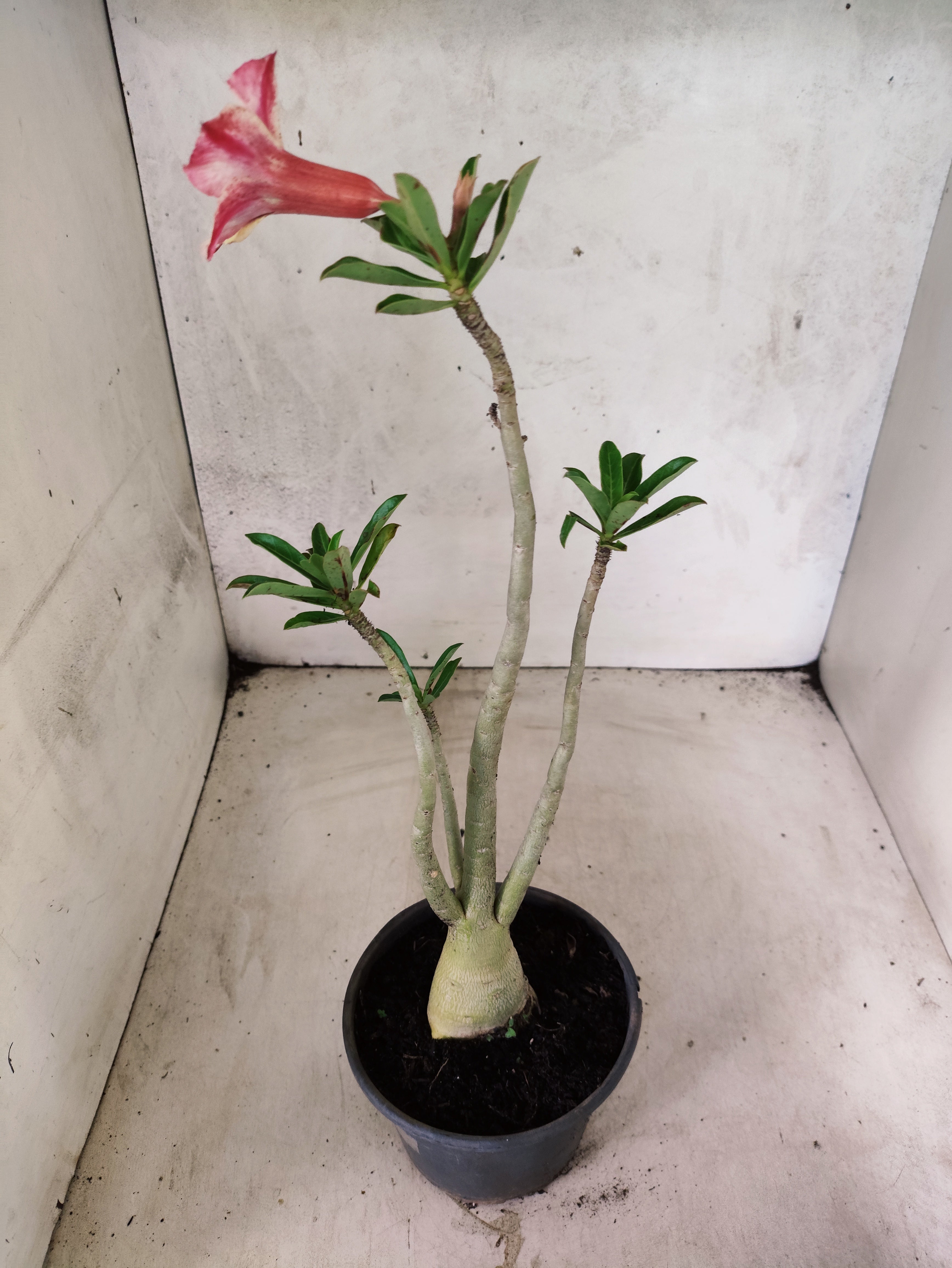 Planta Simples 3492 – 35cm – 03 anos