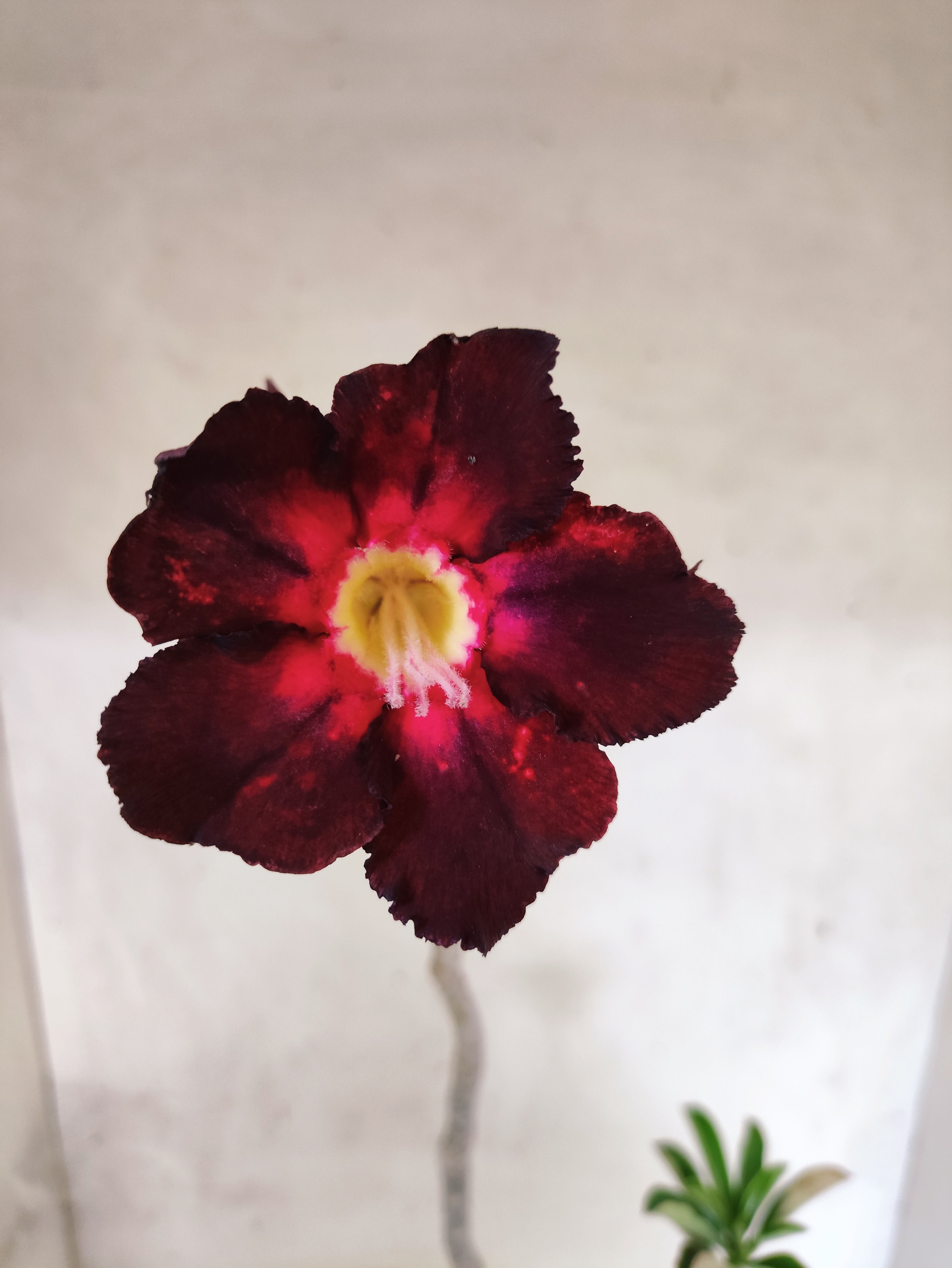 Planta Simples 3493 – 35cm – 03 anos