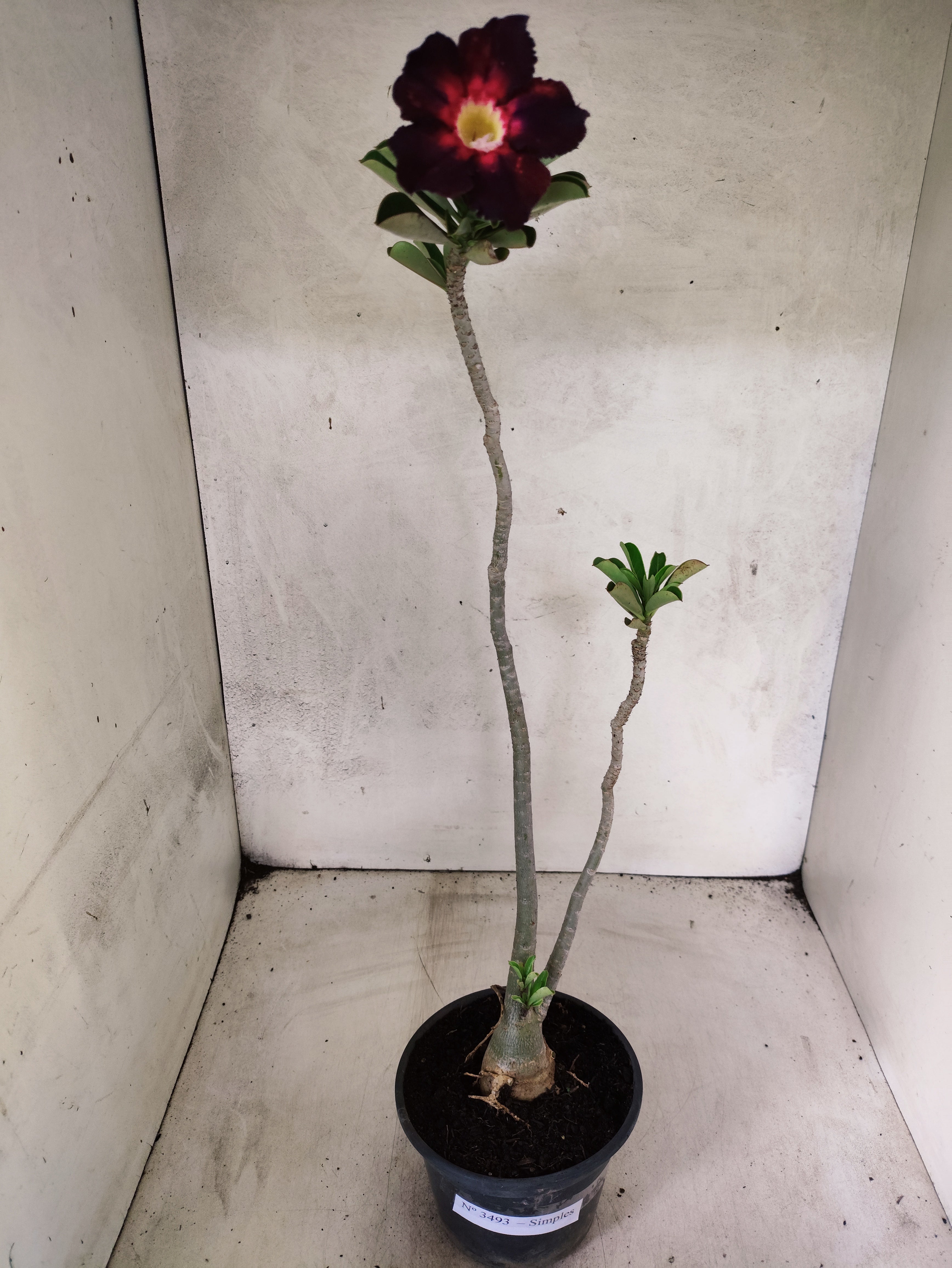 Planta Simples 3493 – 35cm – 03 anos