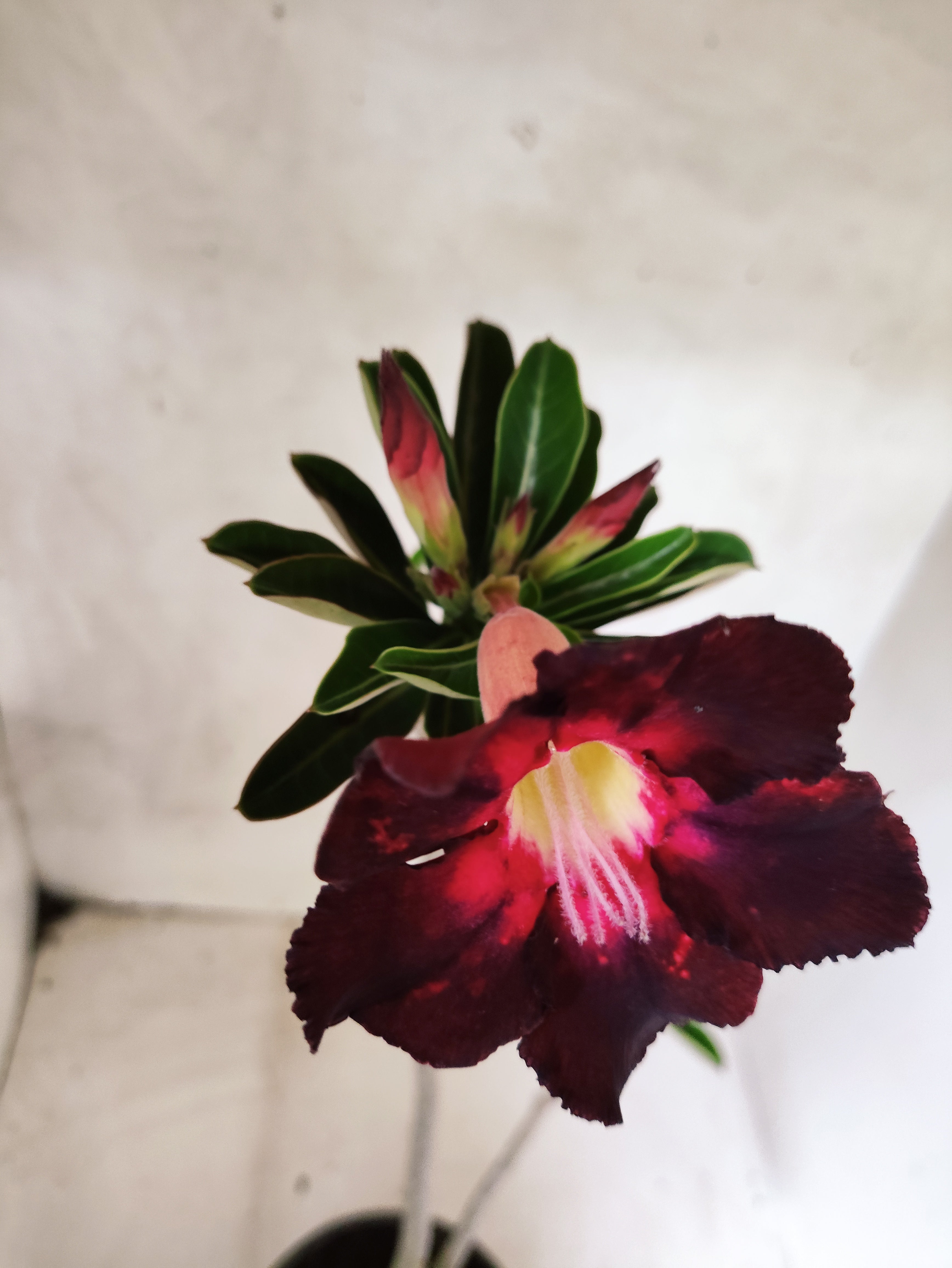 Planta Simples 3493 – 35cm – 03 anos