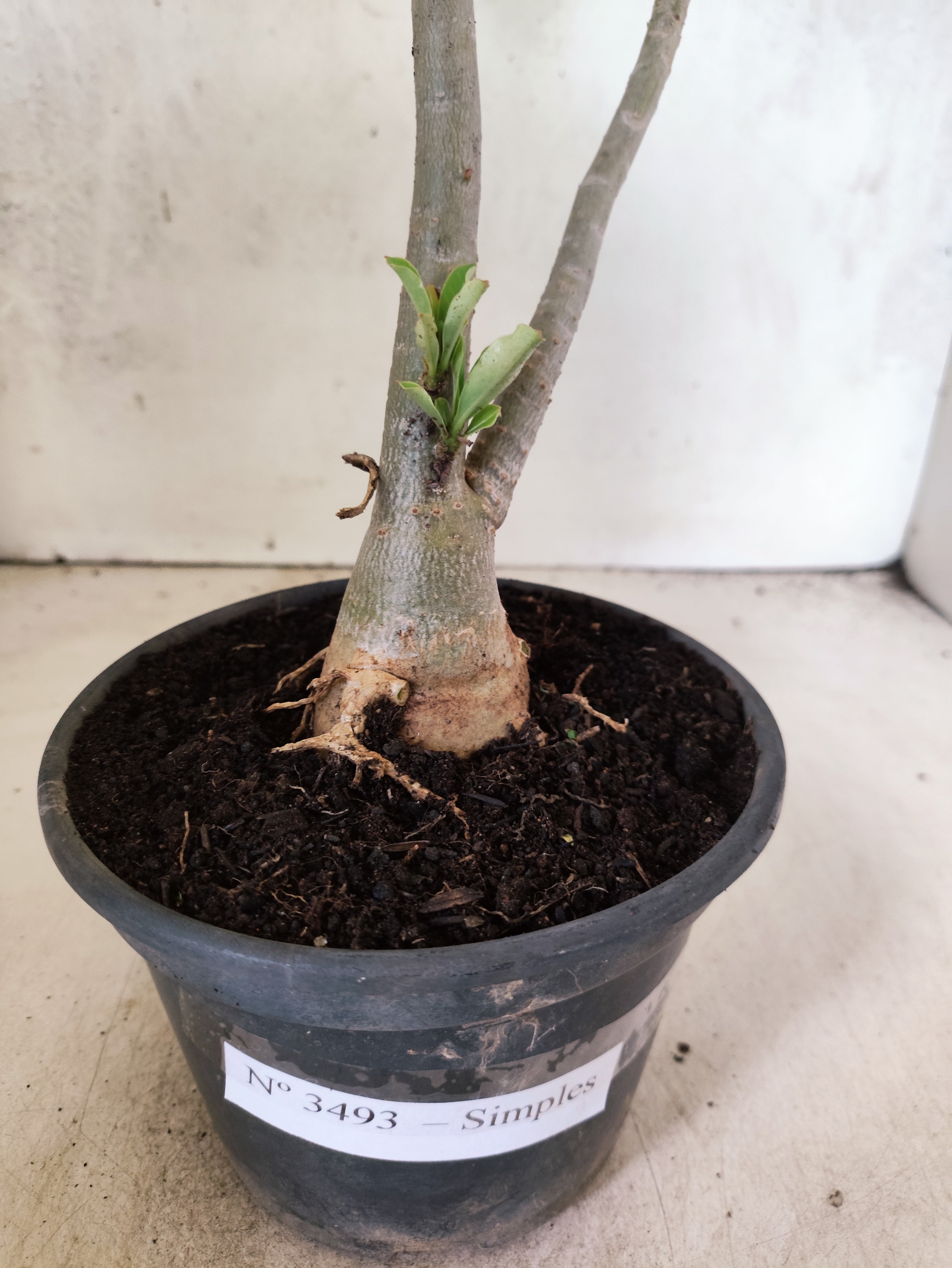 Planta Simples 3493 – 35cm – 03 anos