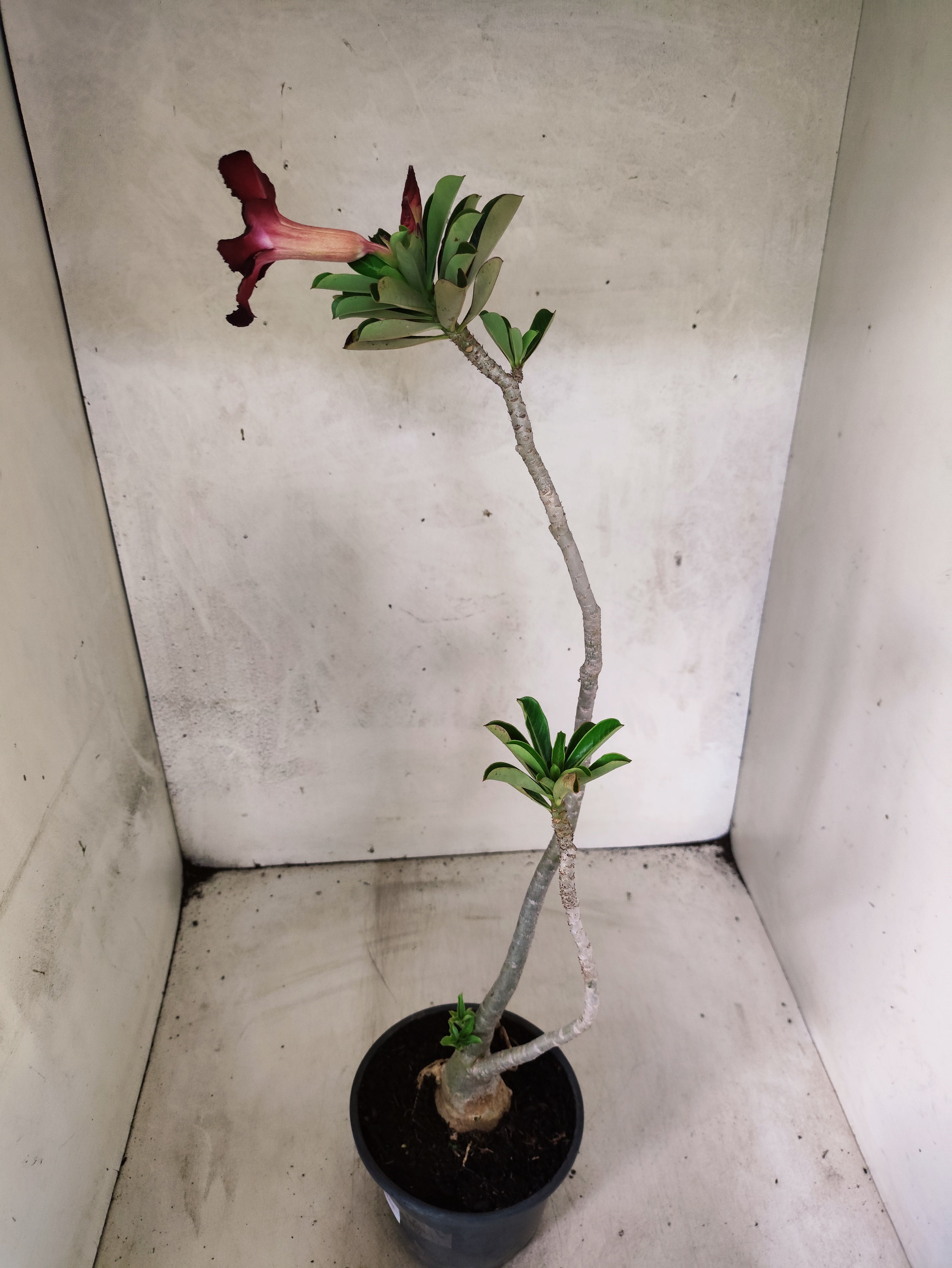 Planta Simples 3493 – 35cm – 03 anos