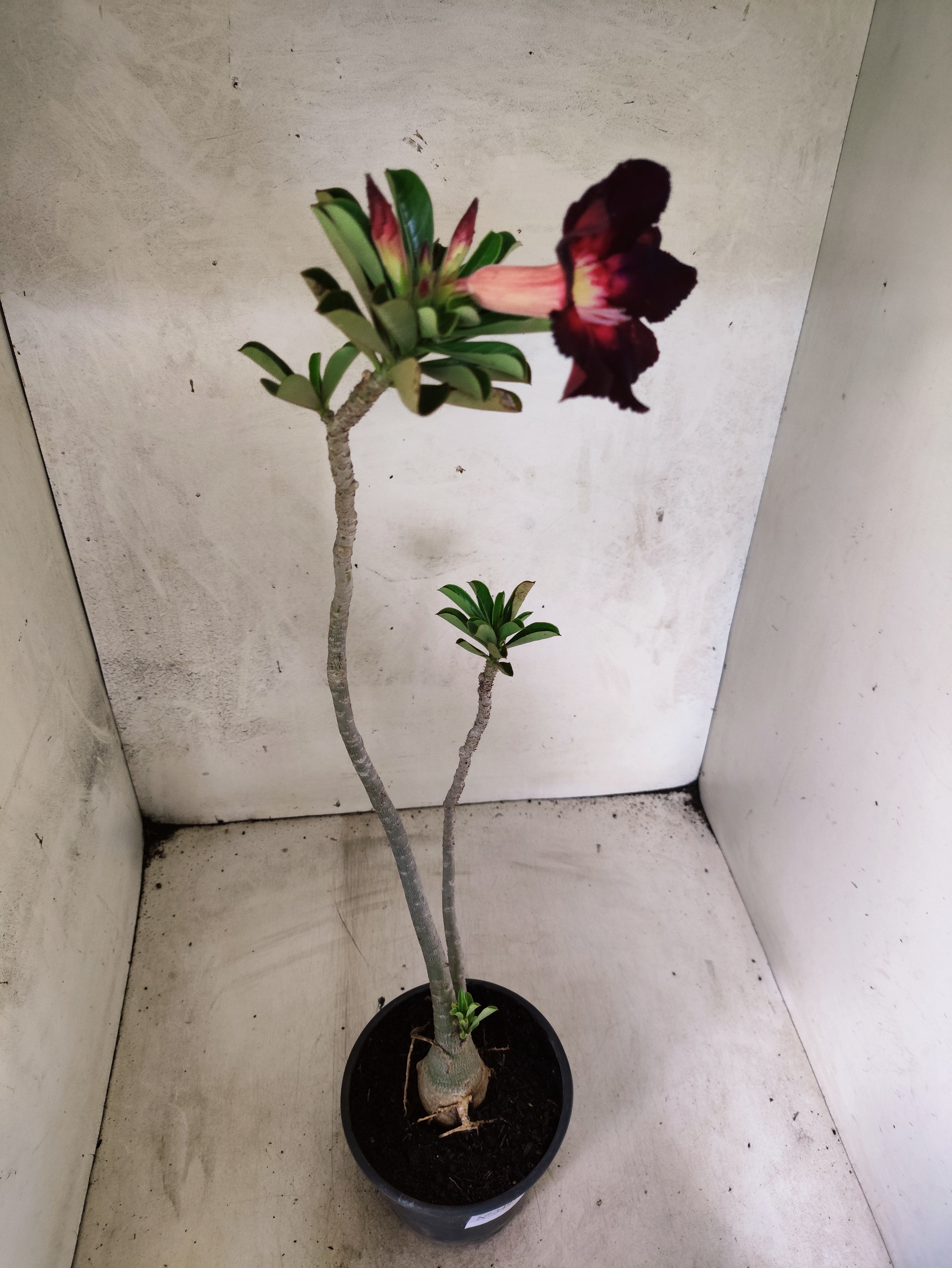 Planta Simples 3493 – 35cm – 03 anos