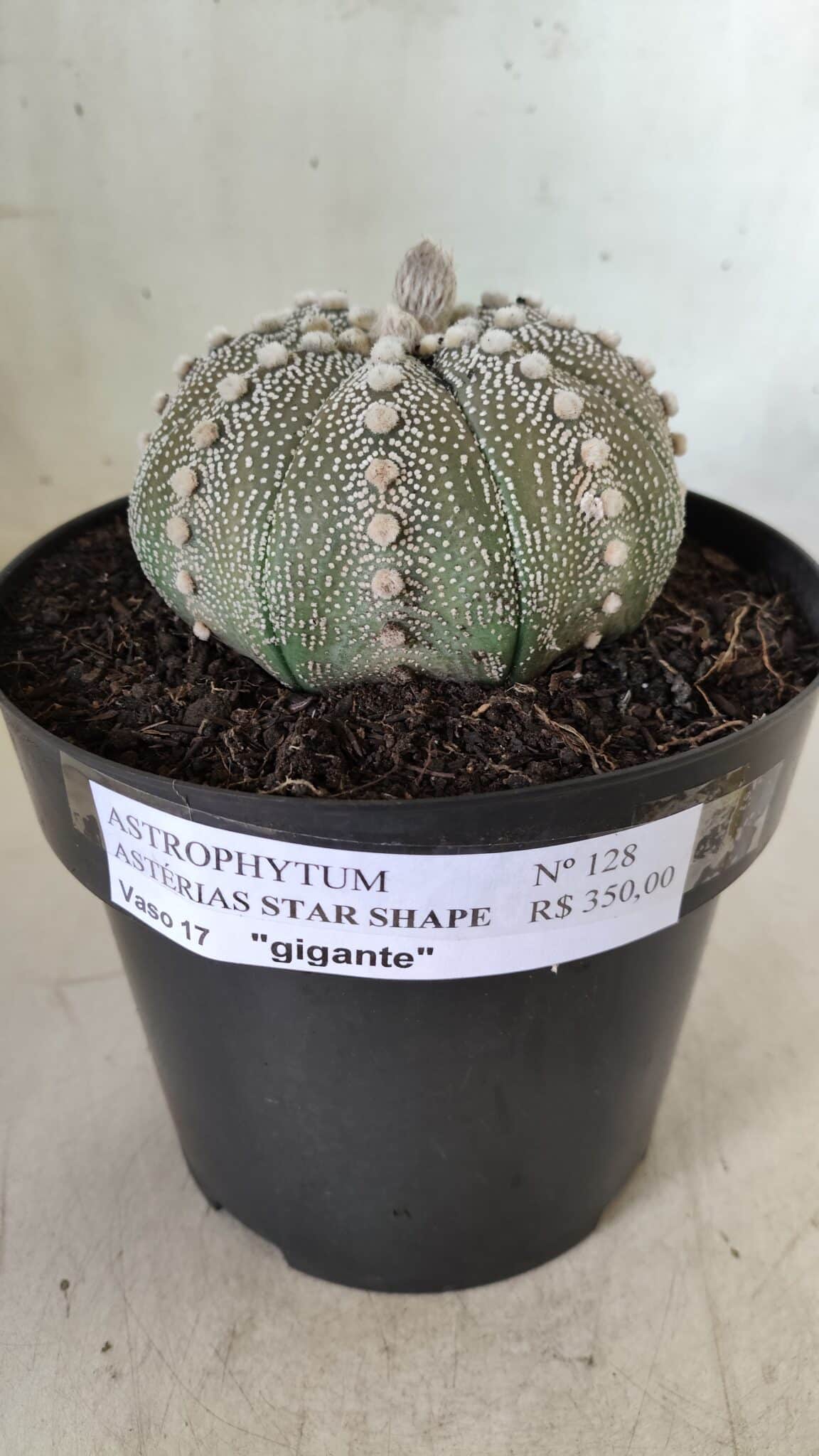 ASTROPHYTUM ASTERIAS STAR SHAPE Nº 128 – vaso 17