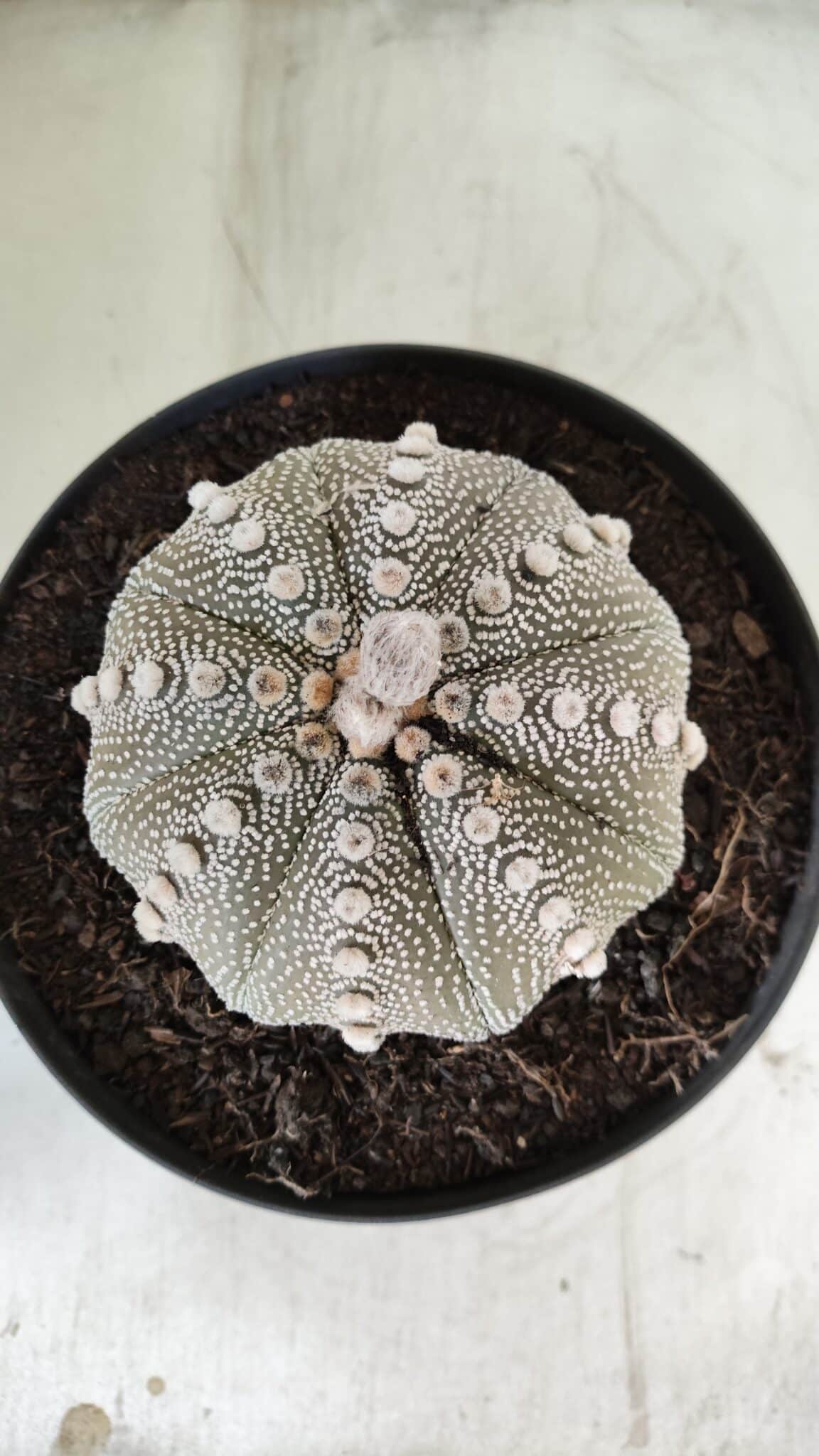 ASTROPHYTUM ASTERIAS STAR SHAPE Nº 128 – vaso 17