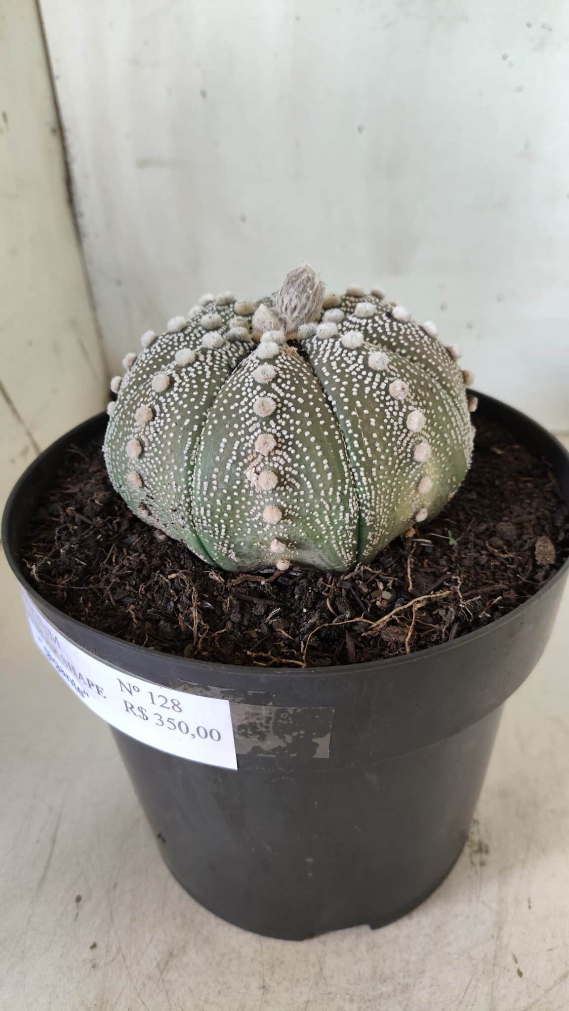 ASTROPHYTUM ASTERIAS STAR SHAPE Nº 128 – vaso 17