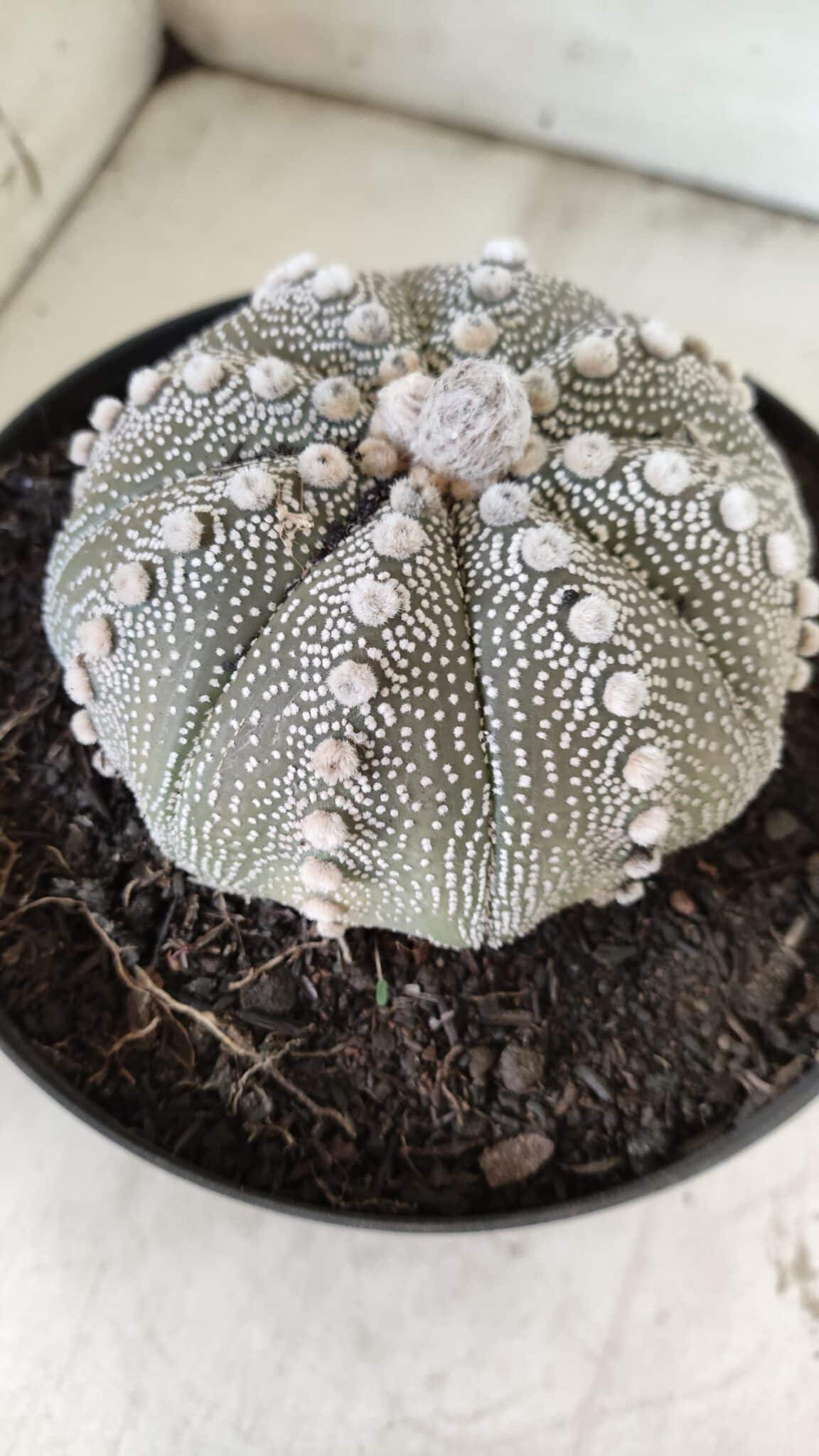 ASTROPHYTUM ASTERIAS STAR SHAPE Nº 128 – vaso 17