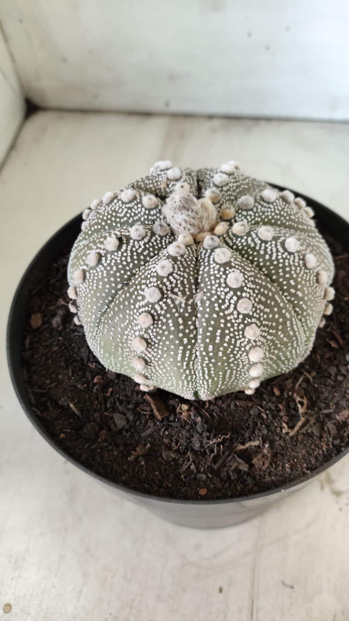 ASTROPHYTUM ASTERIAS STAR SHAPE Nº 128 – vaso 17