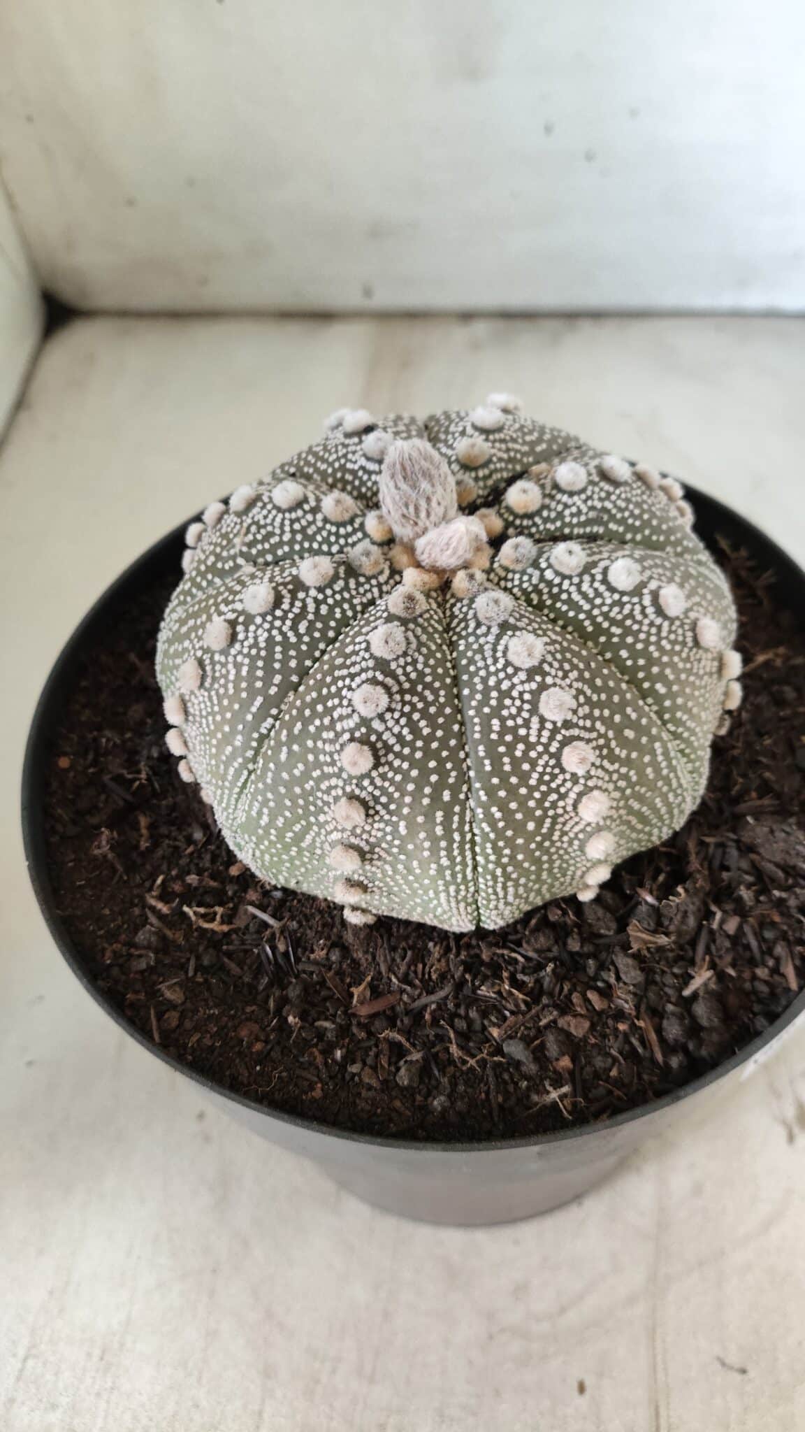 ASTROPHYTUM ASTERIAS STAR SHAPE Nº 128 – vaso 17