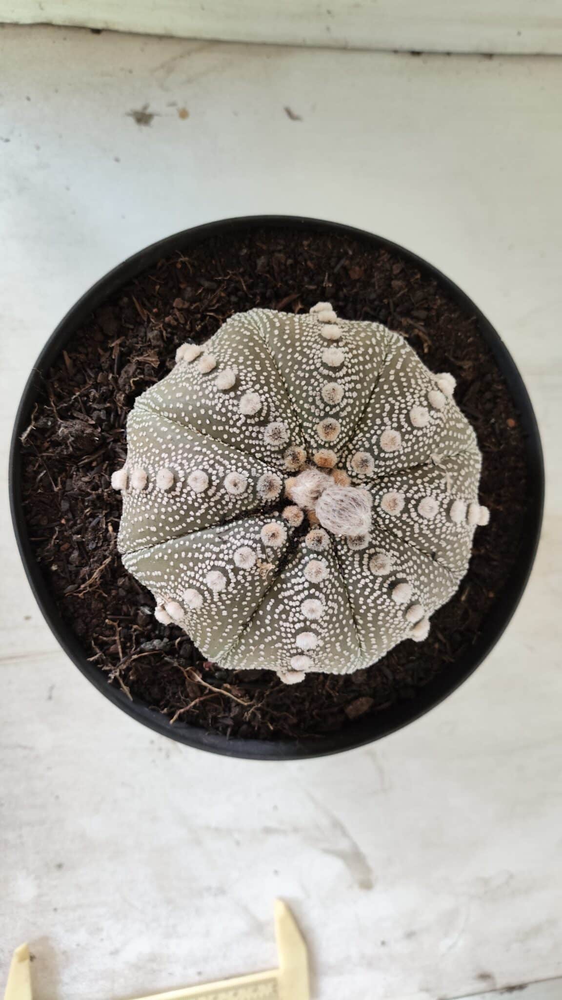 ASTROPHYTUM ASTERIAS STAR SHAPE Nº 128 – vaso 17