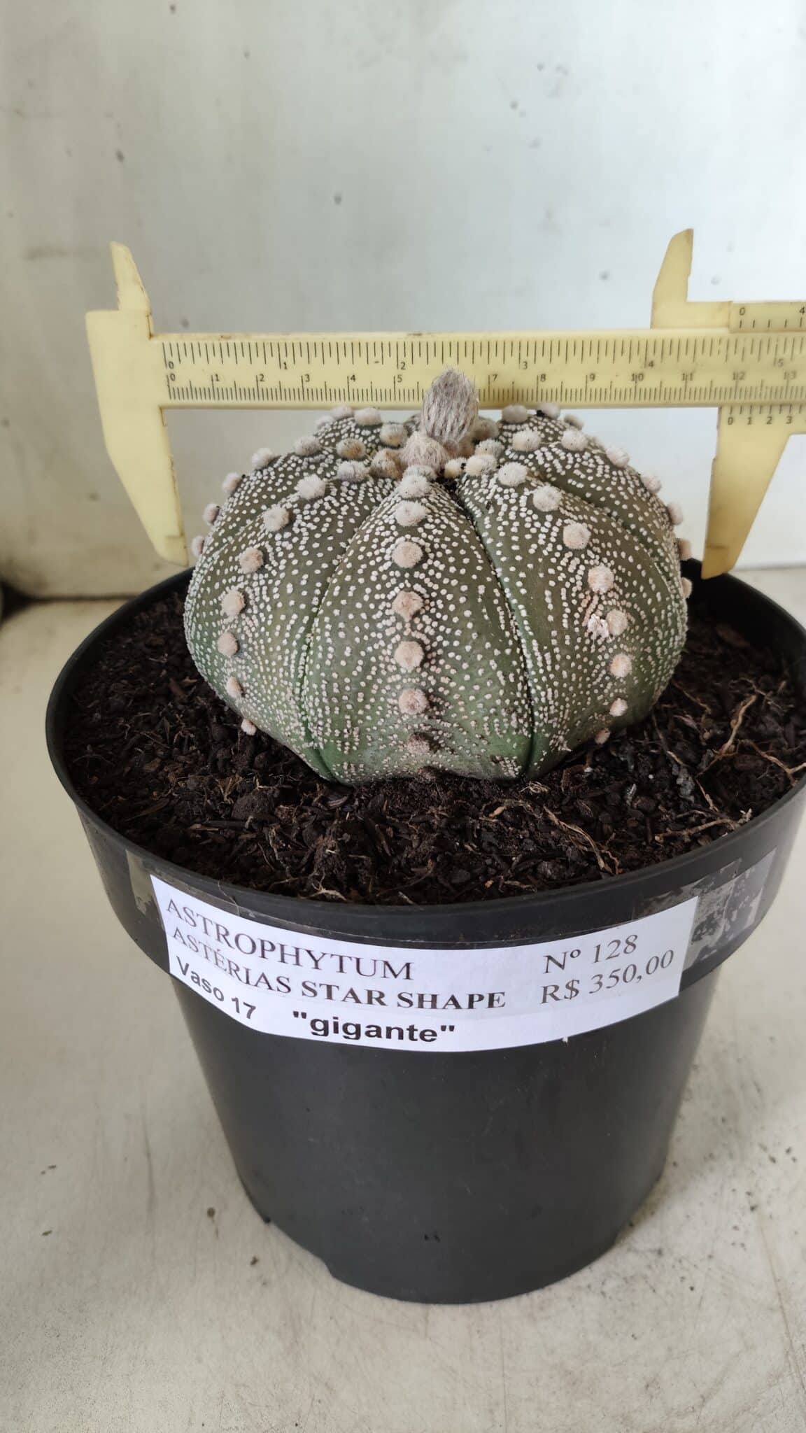 ASTROPHYTUM ASTERIAS STAR SHAPE Nº 128 – vaso 17