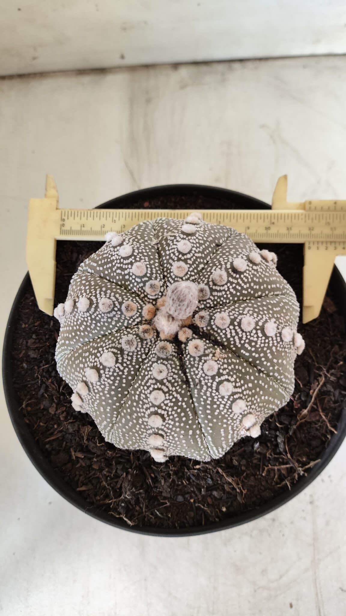 ASTROPHYTUM ASTERIAS STAR SHAPE Nº 128 – vaso 17