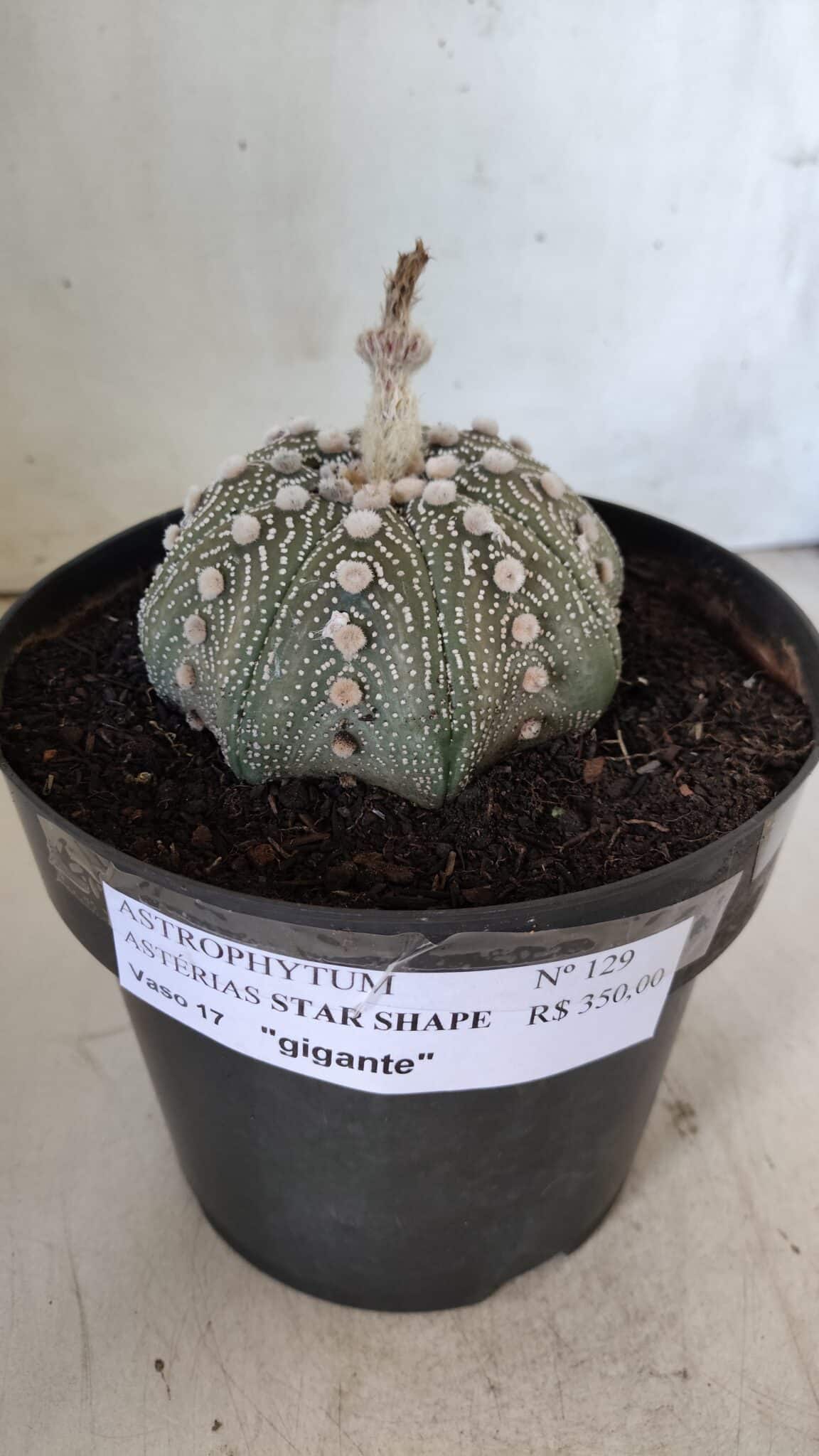 ASTROPHYTUM ASTERIAS STAR SHAPE Nº 129 – vaso 17