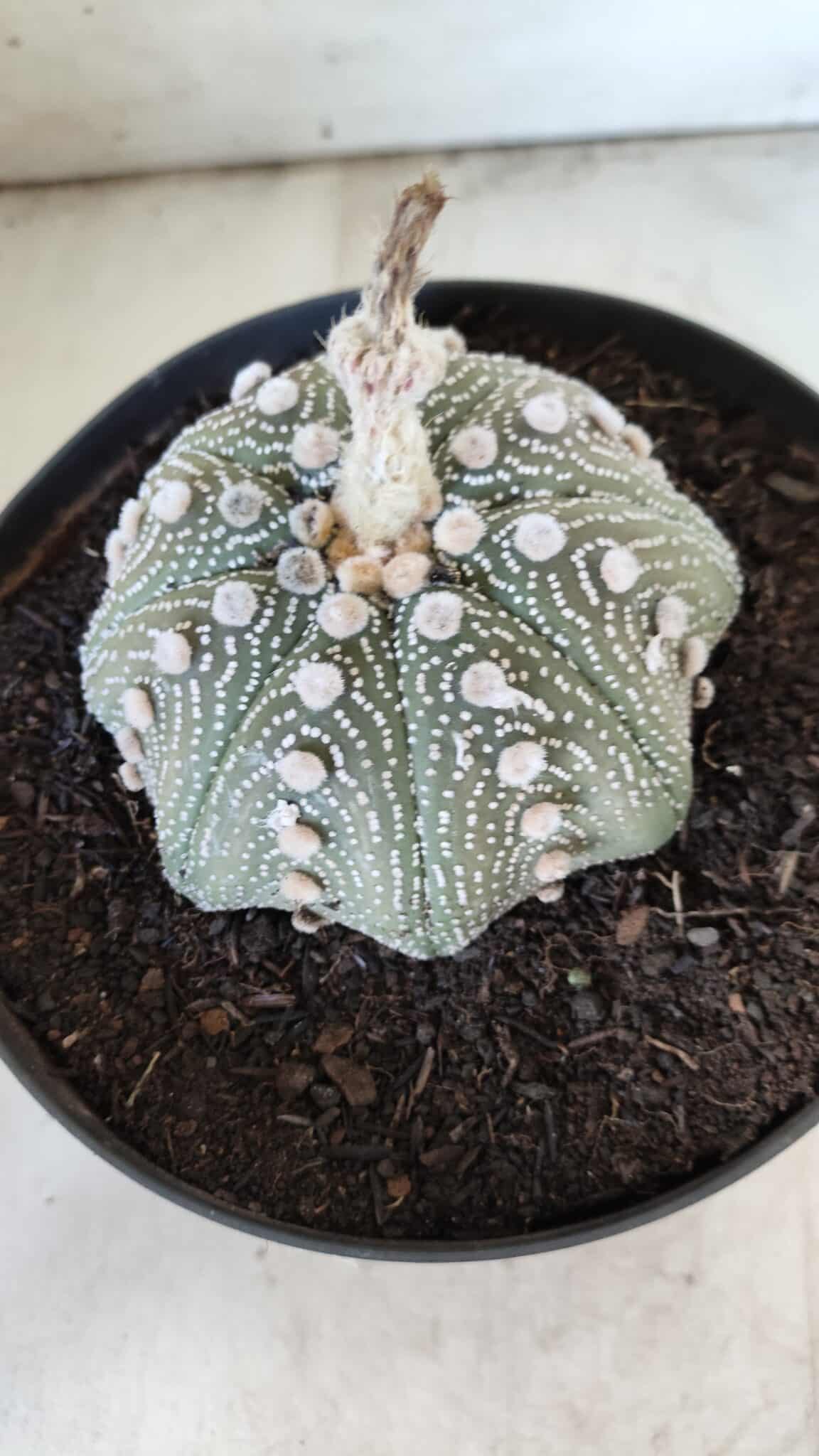 ASTROPHYTUM ASTERIAS STAR SHAPE Nº 129 – vaso 17