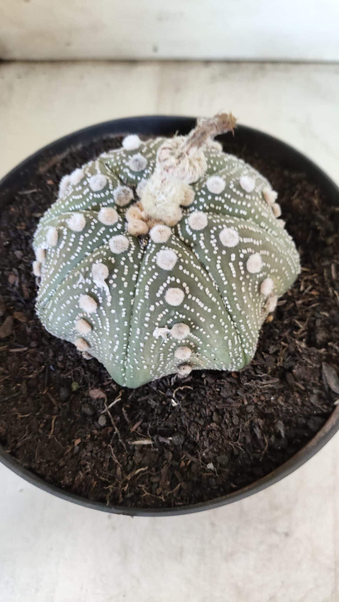 ASTROPHYTUM ASTERIAS STAR SHAPE Nº 129 – vaso 17